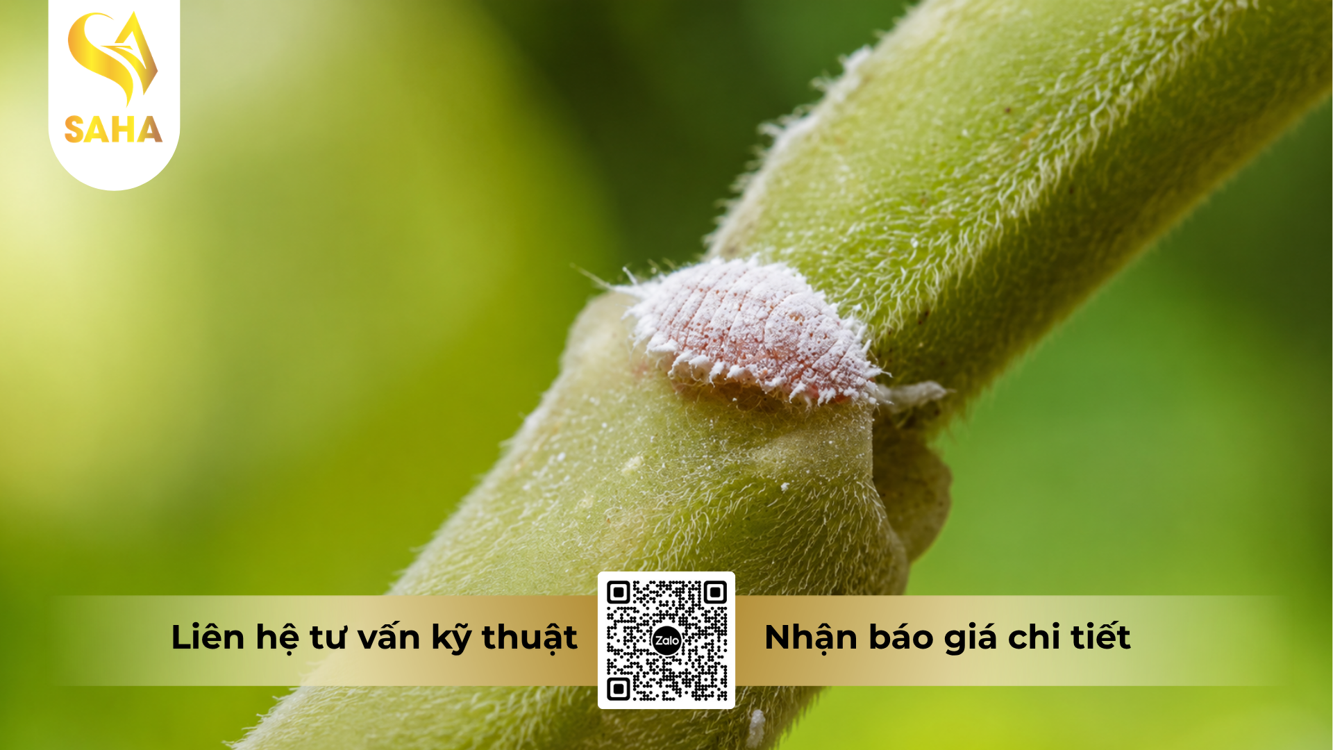 cau-hoi-thuong-gap-ve-thuoc-tru-sau-chery-70wg-hieu-diray-700-50gr.png