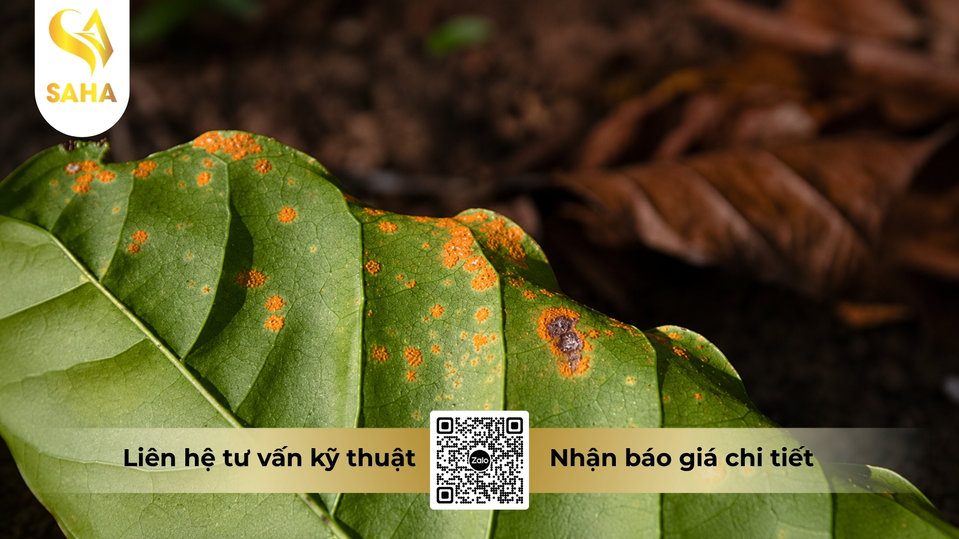 thong-tin-chung-thuoc-tru-benh-acaete-80wp.jpg