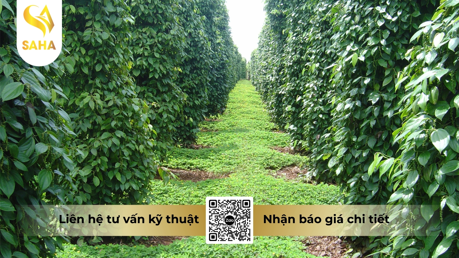 cong-dung-thuoc-tru-benh-acaete-80wp.jpg