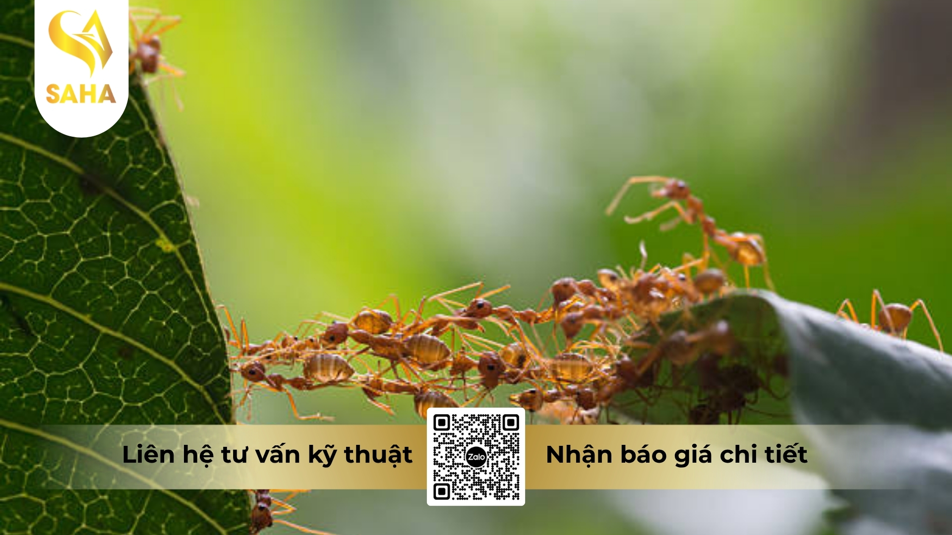 cong-dung-che-pham-accenta-550ec.jpg