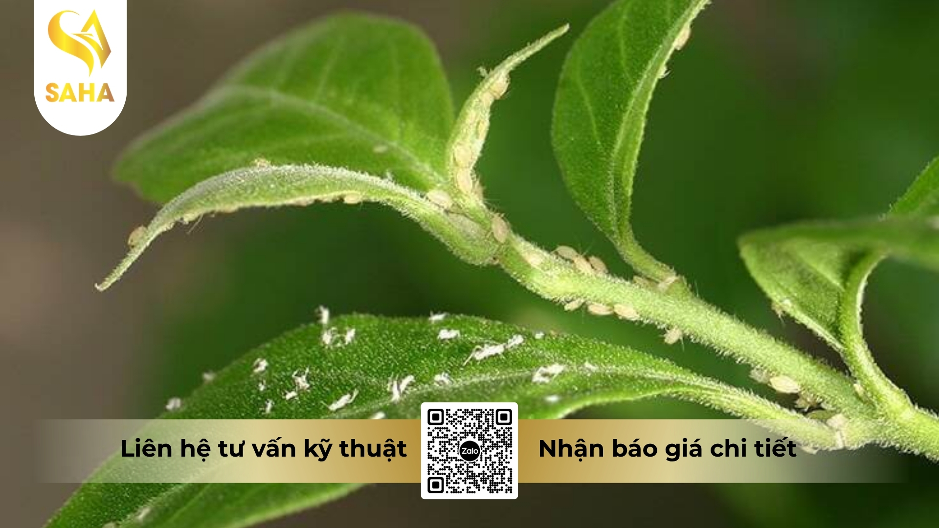 cong-dung-thuoc-tru-sau-acnal-400wp.jpg