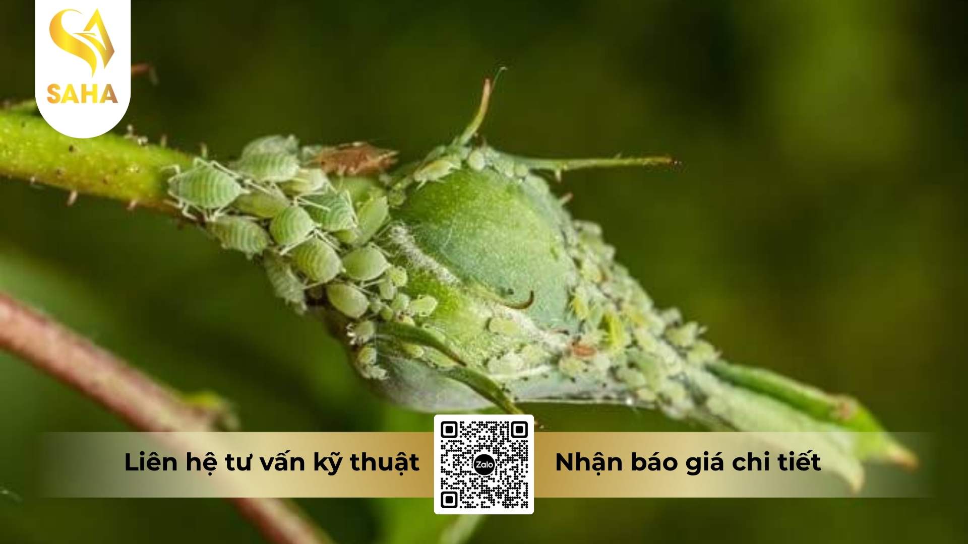cau-hoi-thuong-gap.jpg