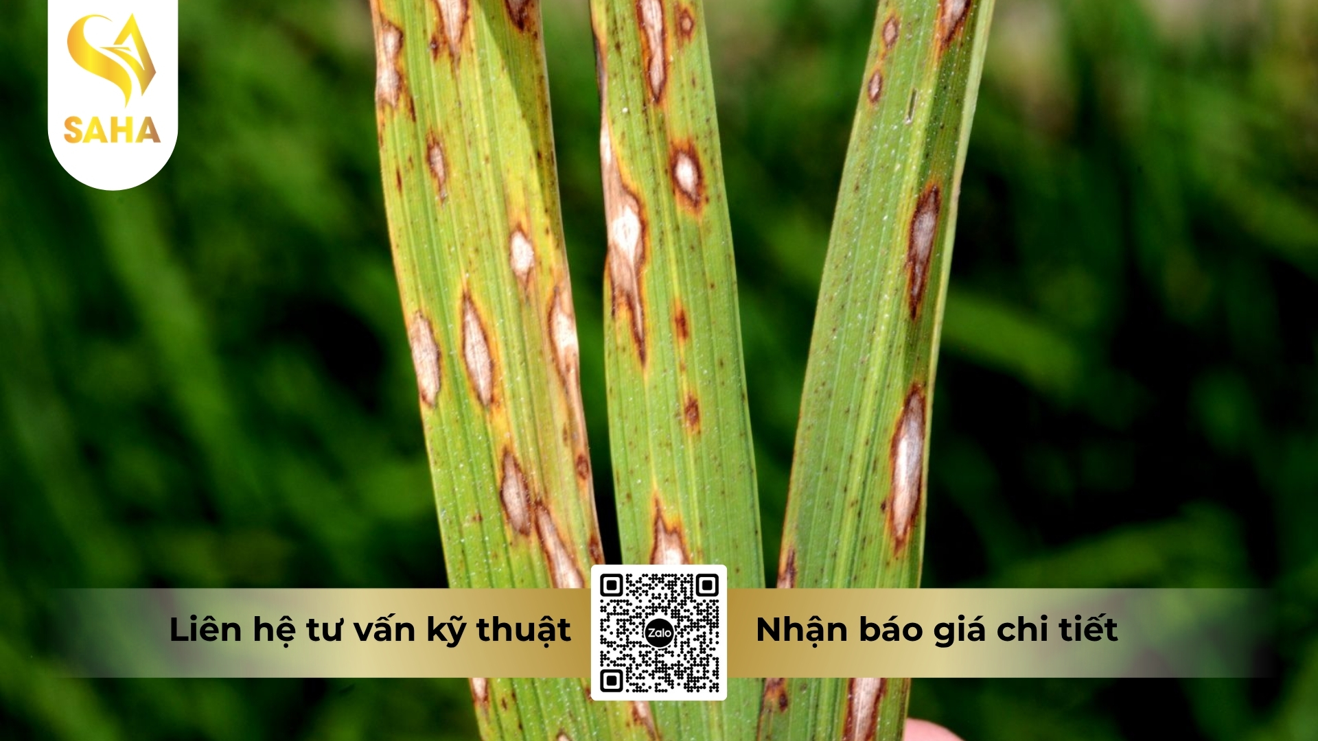 cong-dung-thuoc-tru-benh-aco-one-400ec.jpg