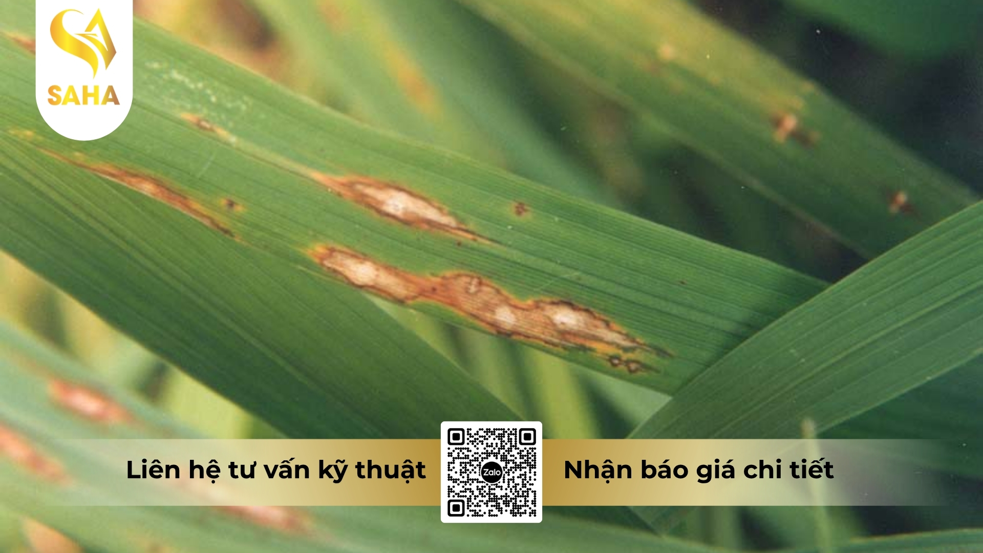 cau-hoi-thuong-gap.jpg