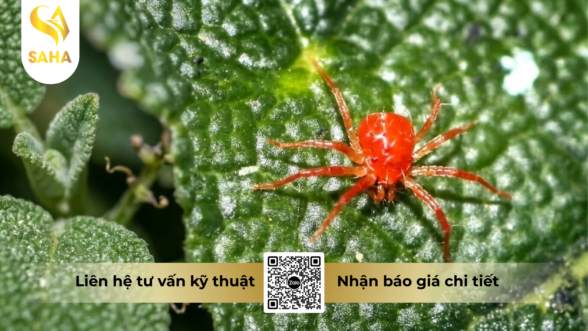 cong-dung-cua-thuoc-tru-sau-hadifen-50wp-hieu-tomspider-500.png
