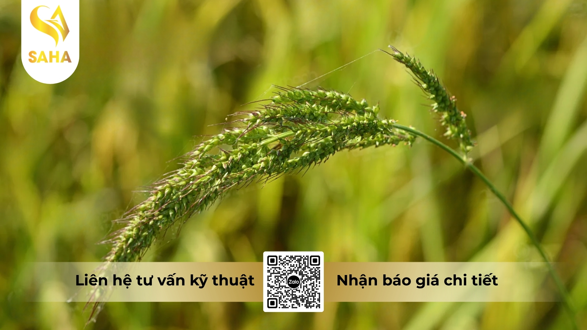 thong-tin-chung-thuoc-tru-co-acocet-53wp.jpg
