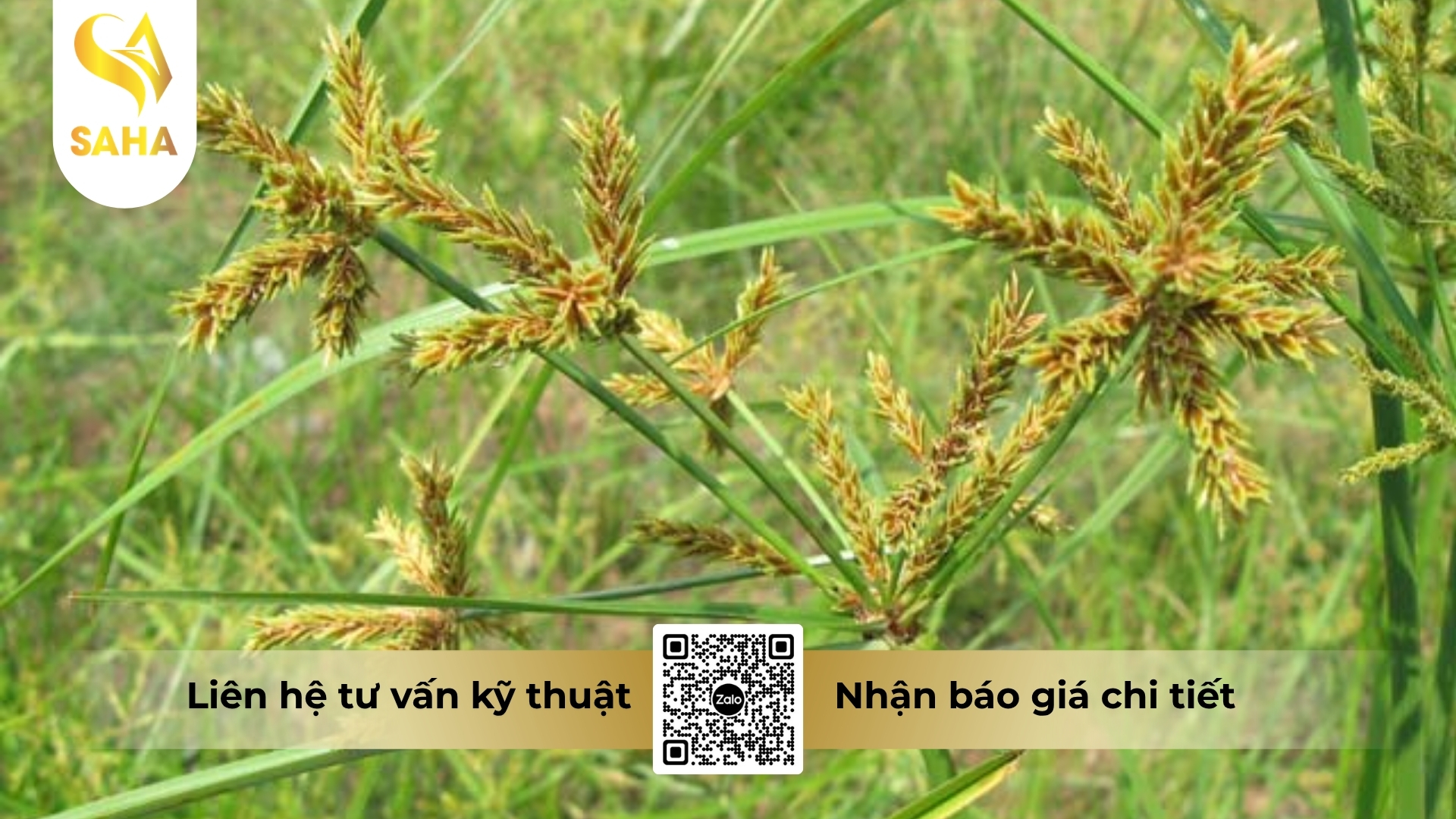 cau-hoi-thuong-gap.jpg