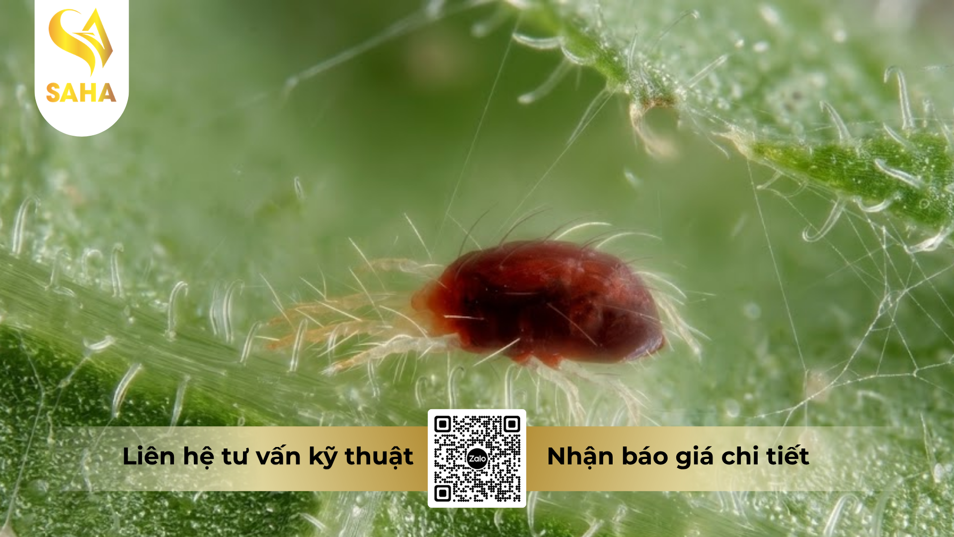 cong-dung-cua-thuoc-tru-sau-hadifen-50wp-hieu-xspider-500-100gr.png