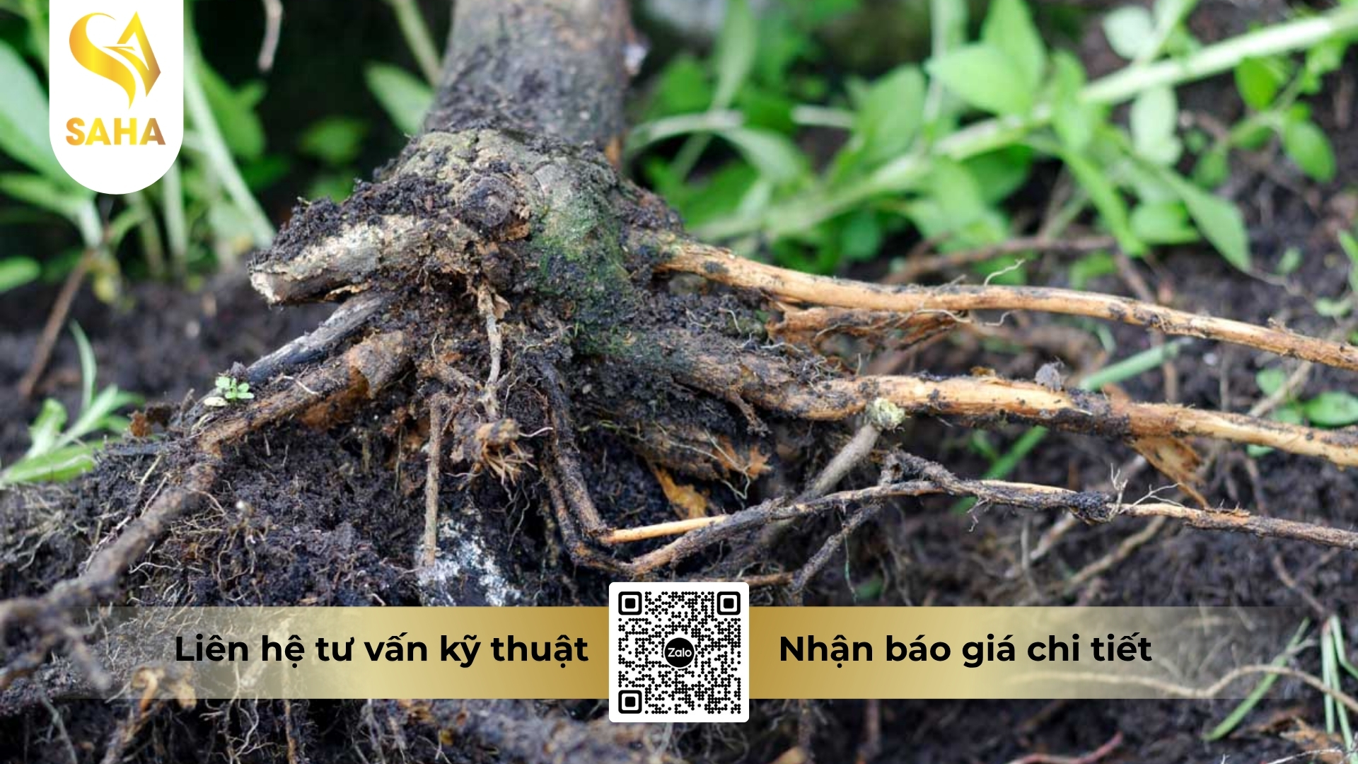 thong-tin-chung-thuoc-tru-benh-acodyl-35wp.jpg