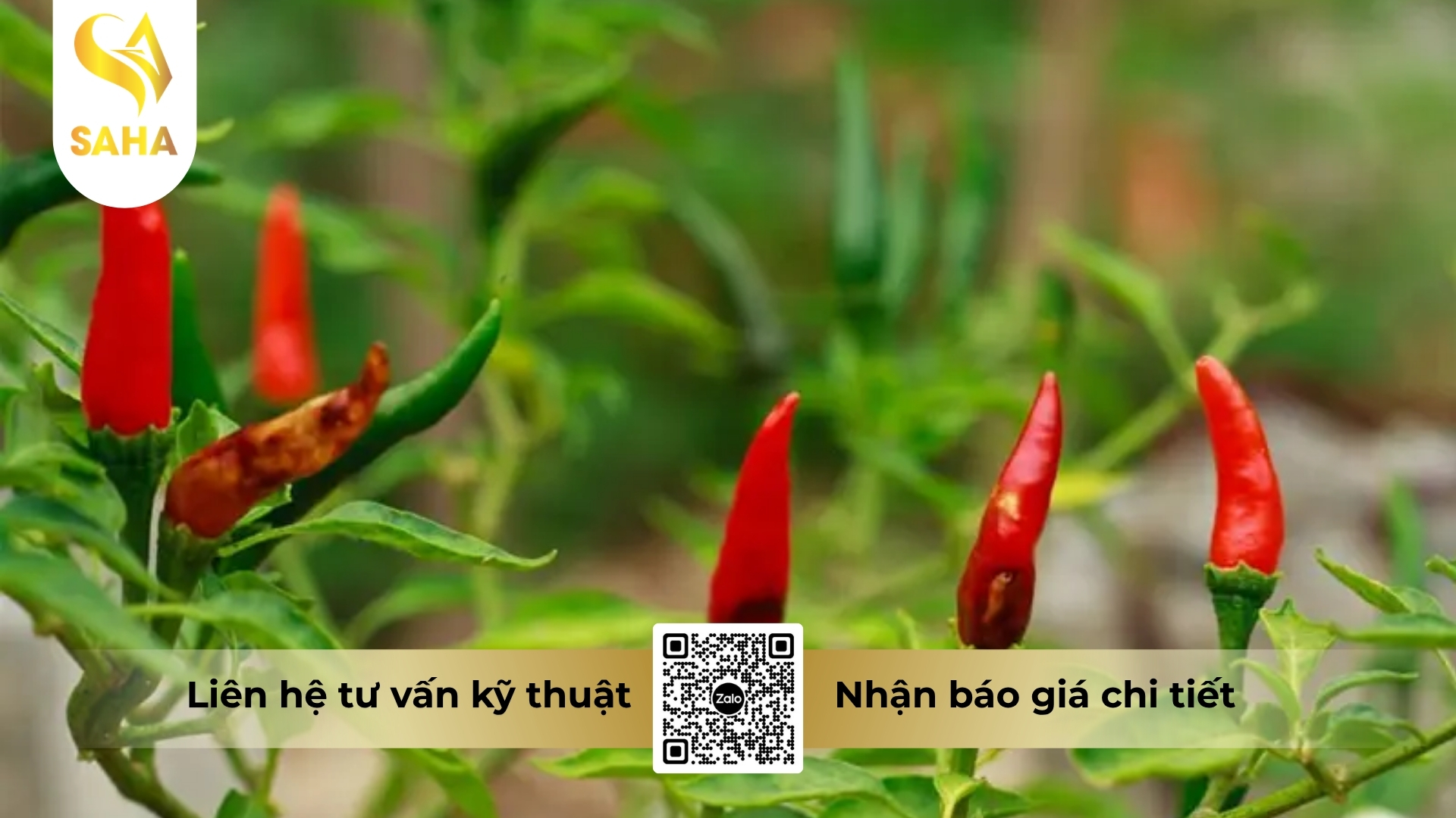cau-hoi-thuong-gap.jpg