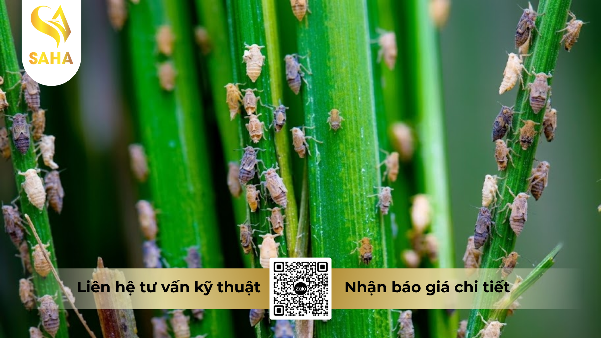 cong-dung-cua-thuoc-tru-sau-inmanda-100wp-hieu-nimida-100.png