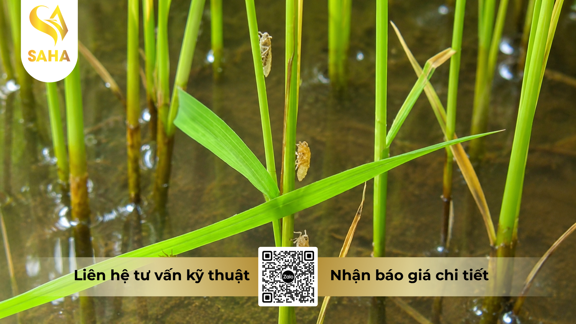 cong-dung-cua-thuoc-tru-sau-khongray-54wp-hieu-no-ray-540.png