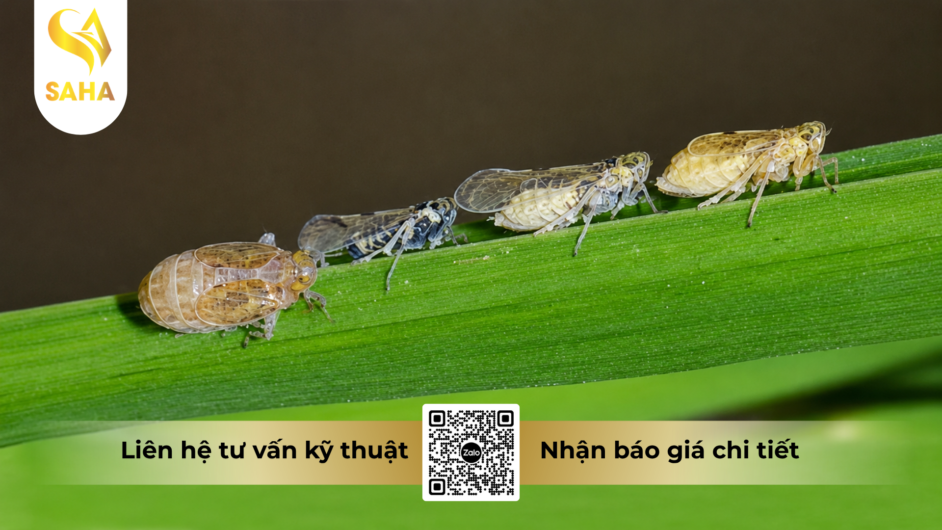 cong-dung-cua-thuoc-tru-sau-laroma-70wg-hieu-sanray-s.png