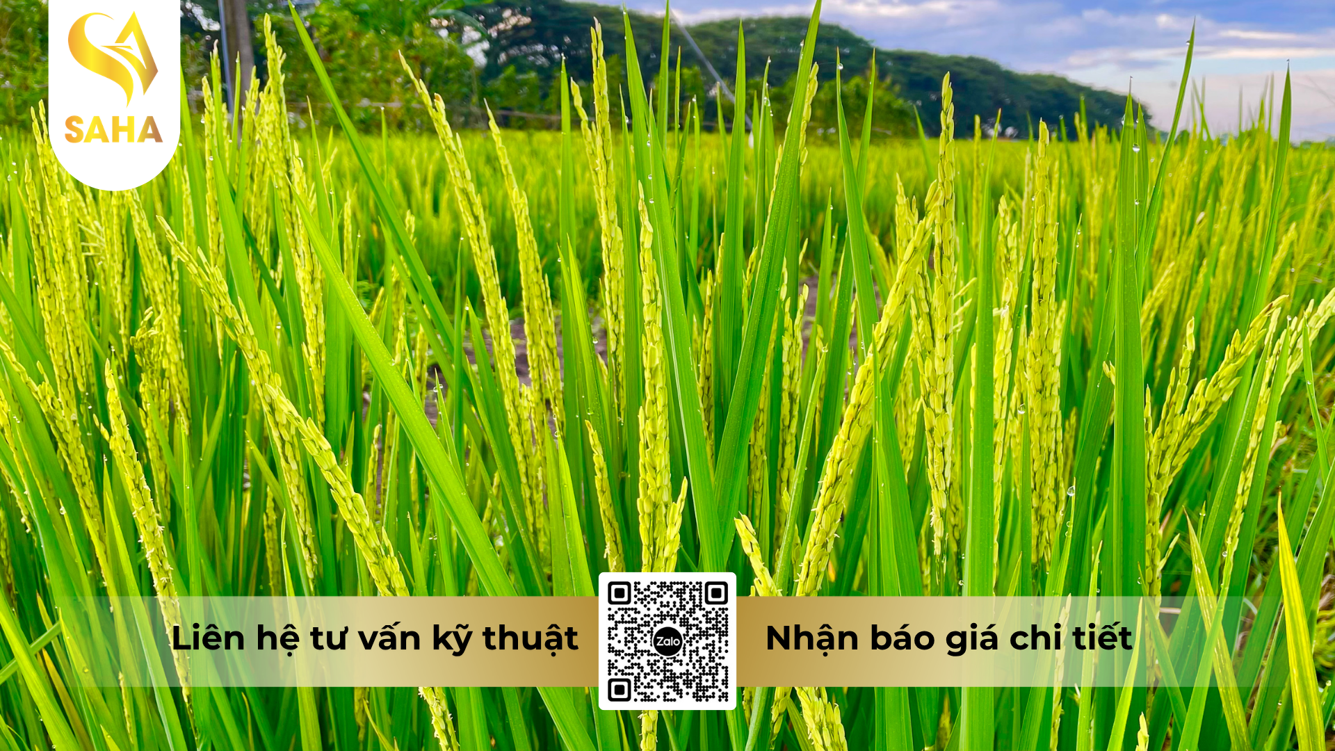 cau-hoi-thuong-gap-ve-thuoc-tru-sau-laroma-70wg-hieu-sanray-s.png