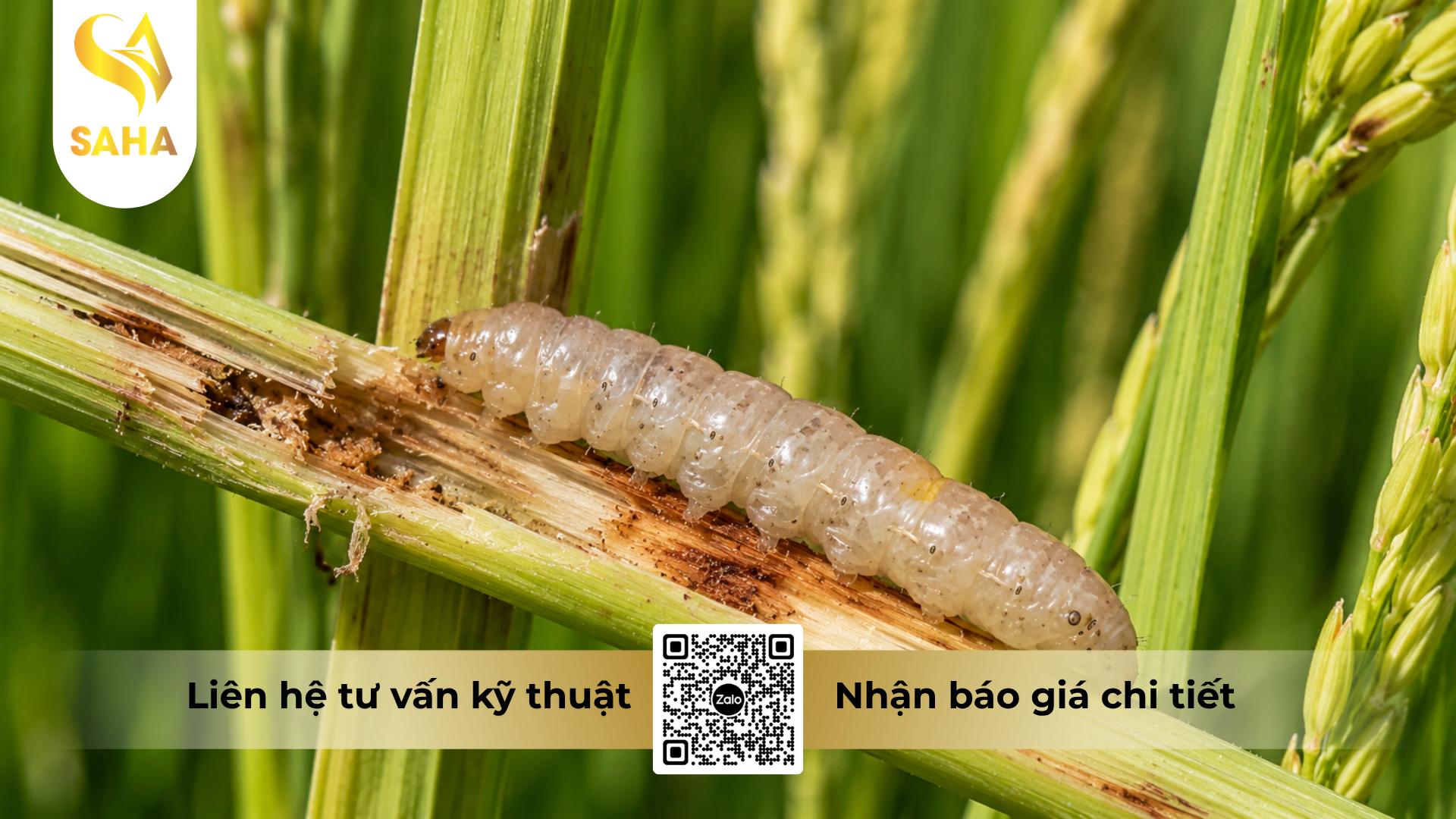 cong-dung-cua-thuoc-tru-sau-ledan-95sp-hieu-jadan-gold.png