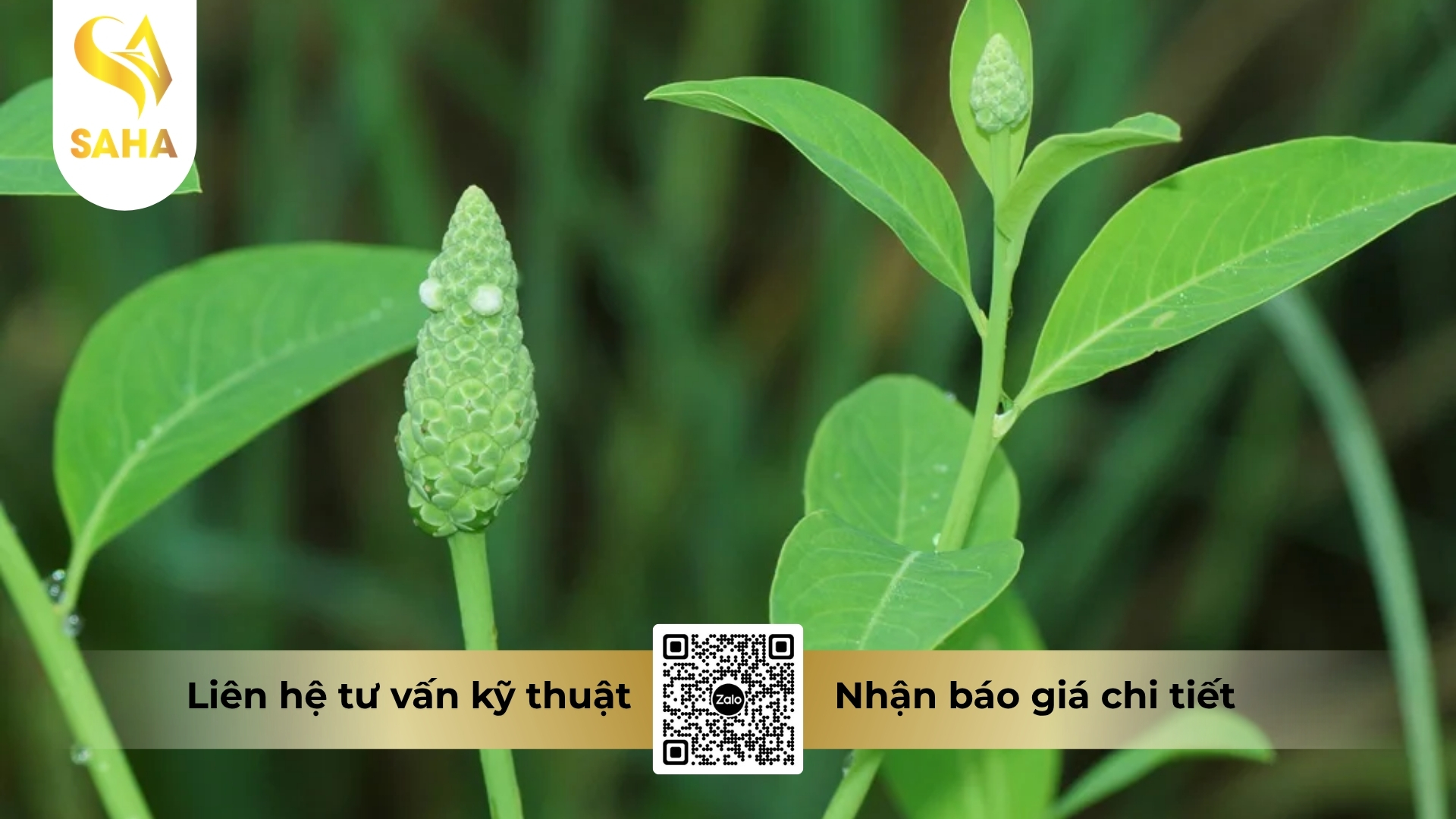 cong-dung-thuoc-tru-co-ad-qkill-13sl.jpg
