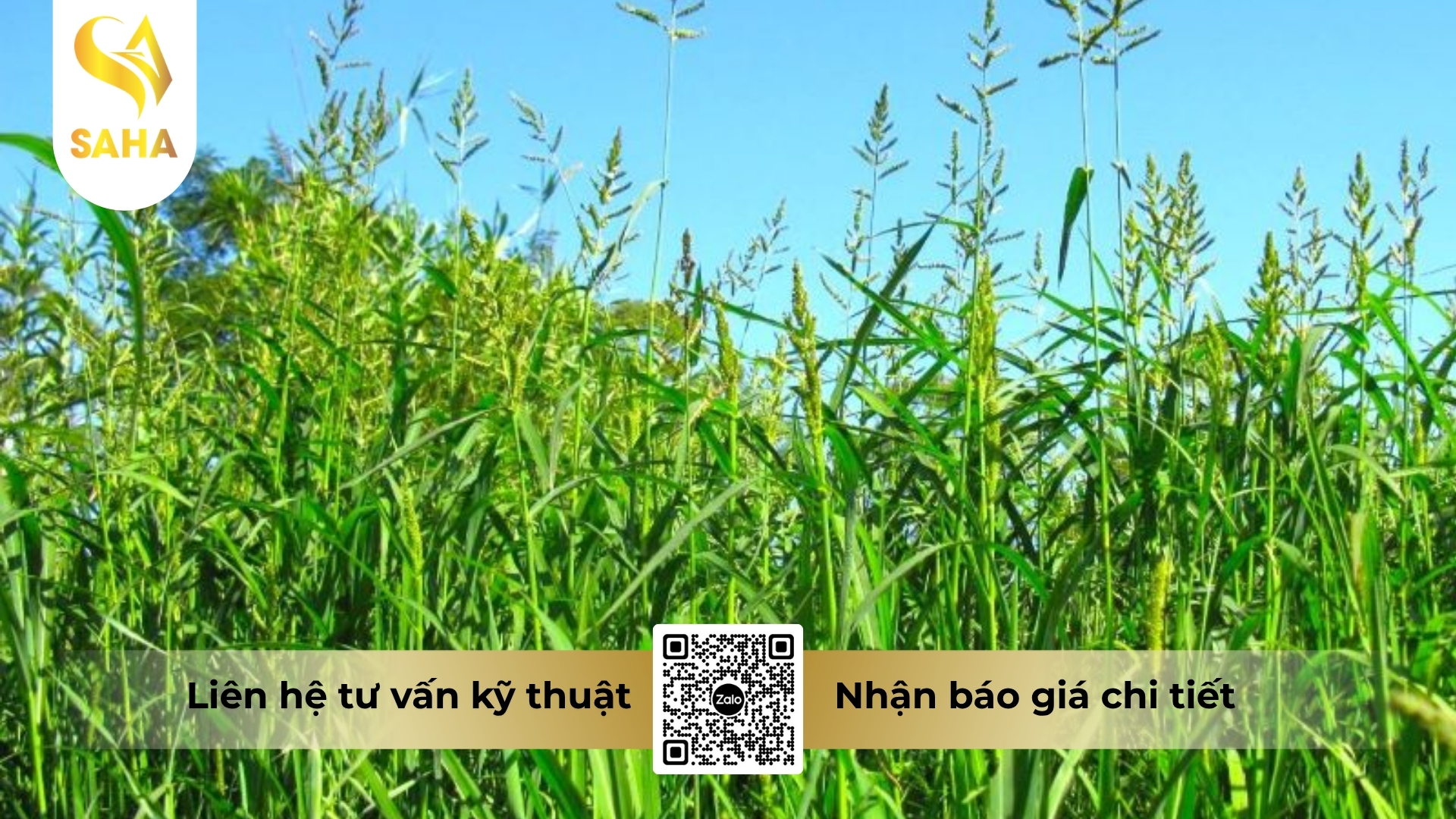 cong-dung-thuoc-tru-co-ad-qkill-56sp.jpg