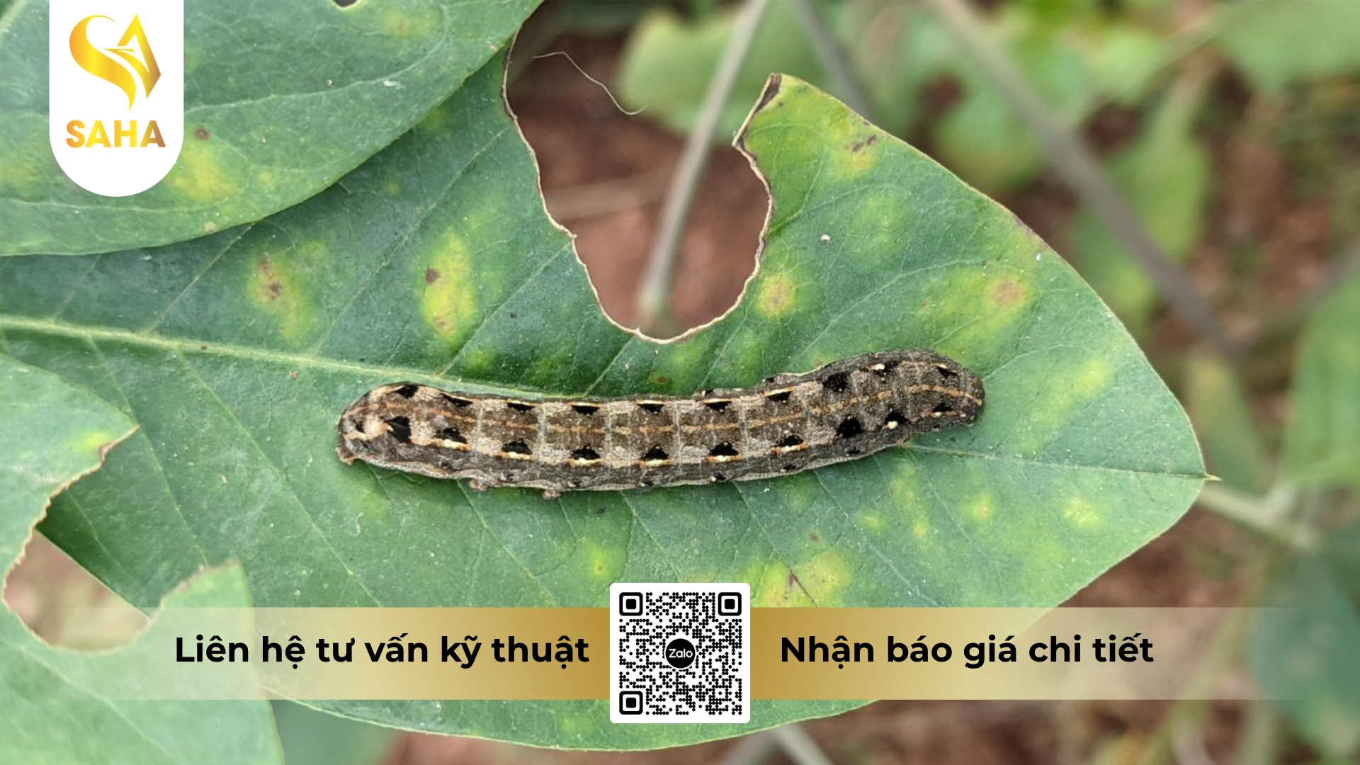 cong-dung-thuoc-tru-sau-ad-shark-30sc.jpg
