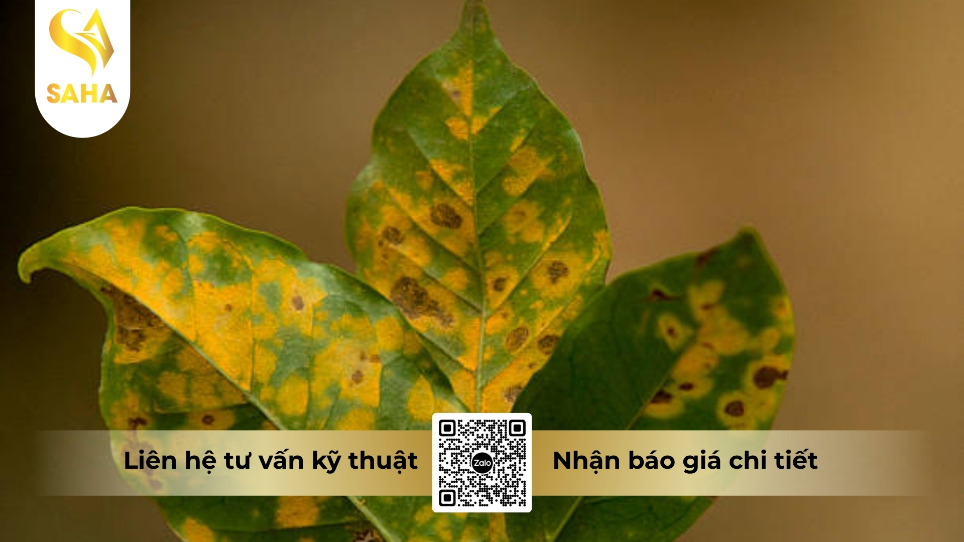 thong-tin-chung-thuoc-tru-benh-ad-siva-45sc.jpg