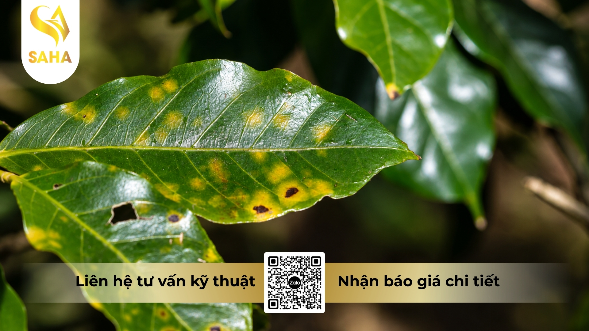 cau-hoi-thuong-gap.jpg