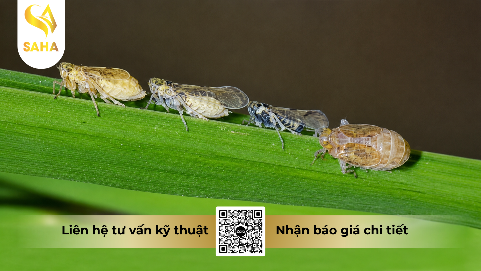 cong-dung-cua-thuoc-tru-sau-longanchess-700wg-hieu-diet-ray-s.png