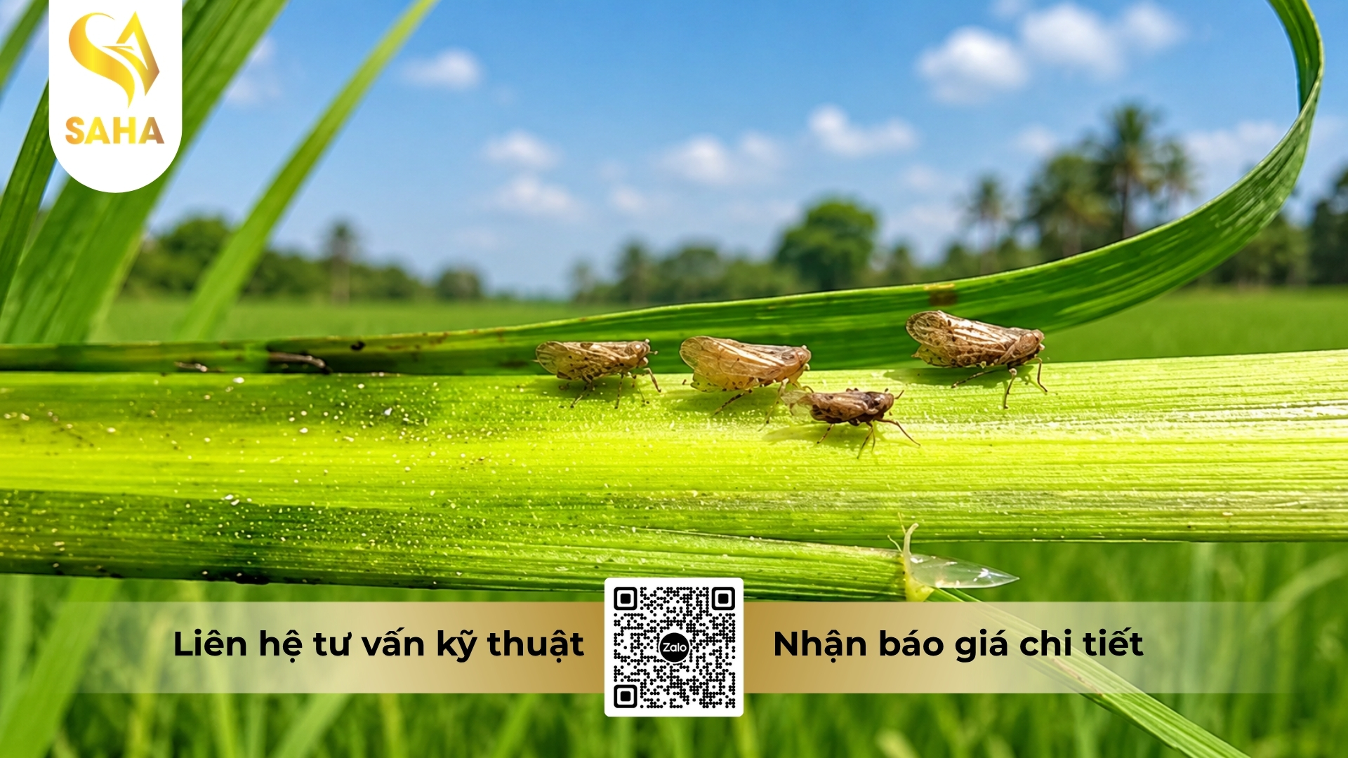 cau-hoi-thuong-gap.jpg