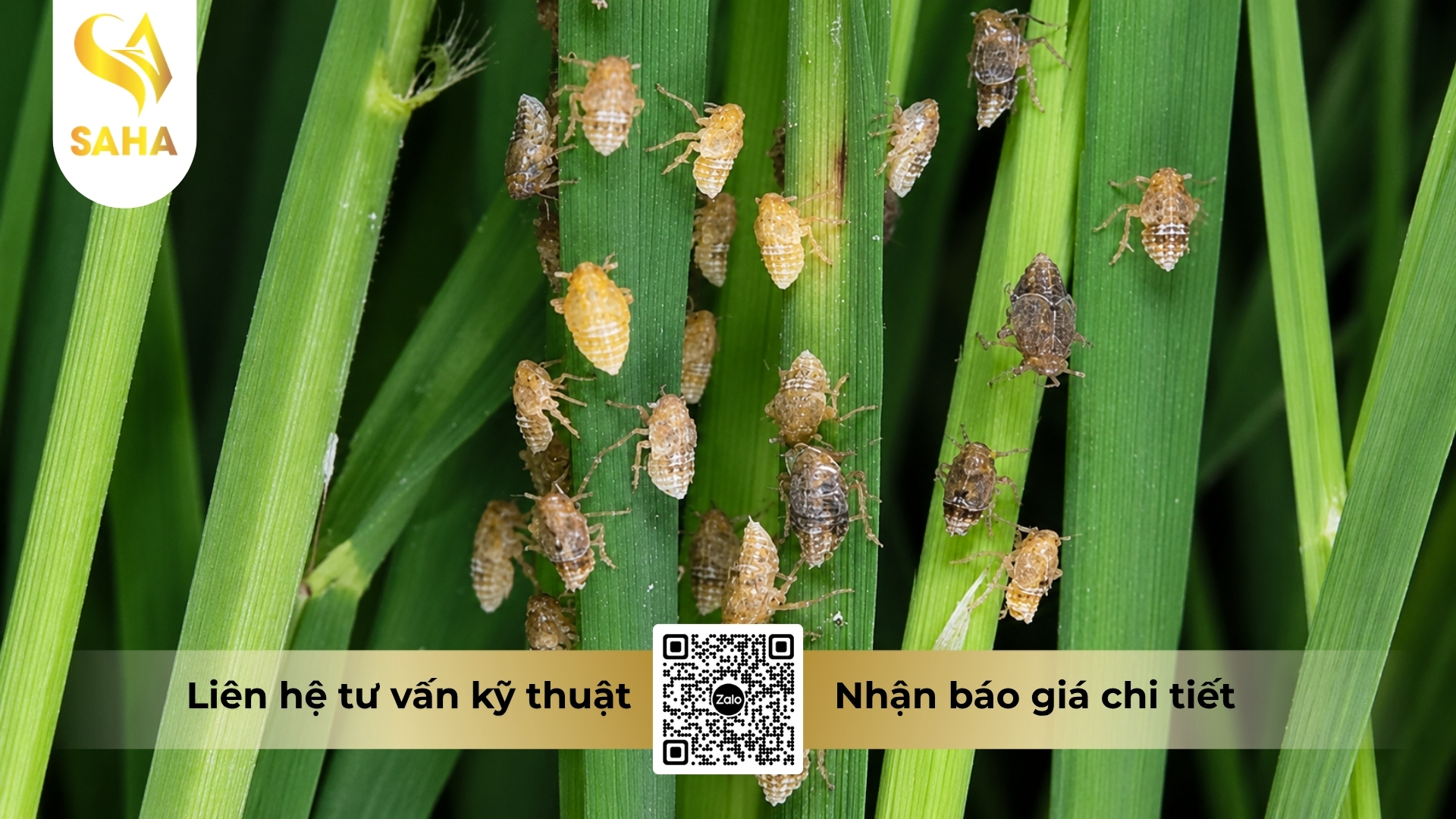thong-tin-chung-thuoc-tru-sau-admitox-100sl.jpg