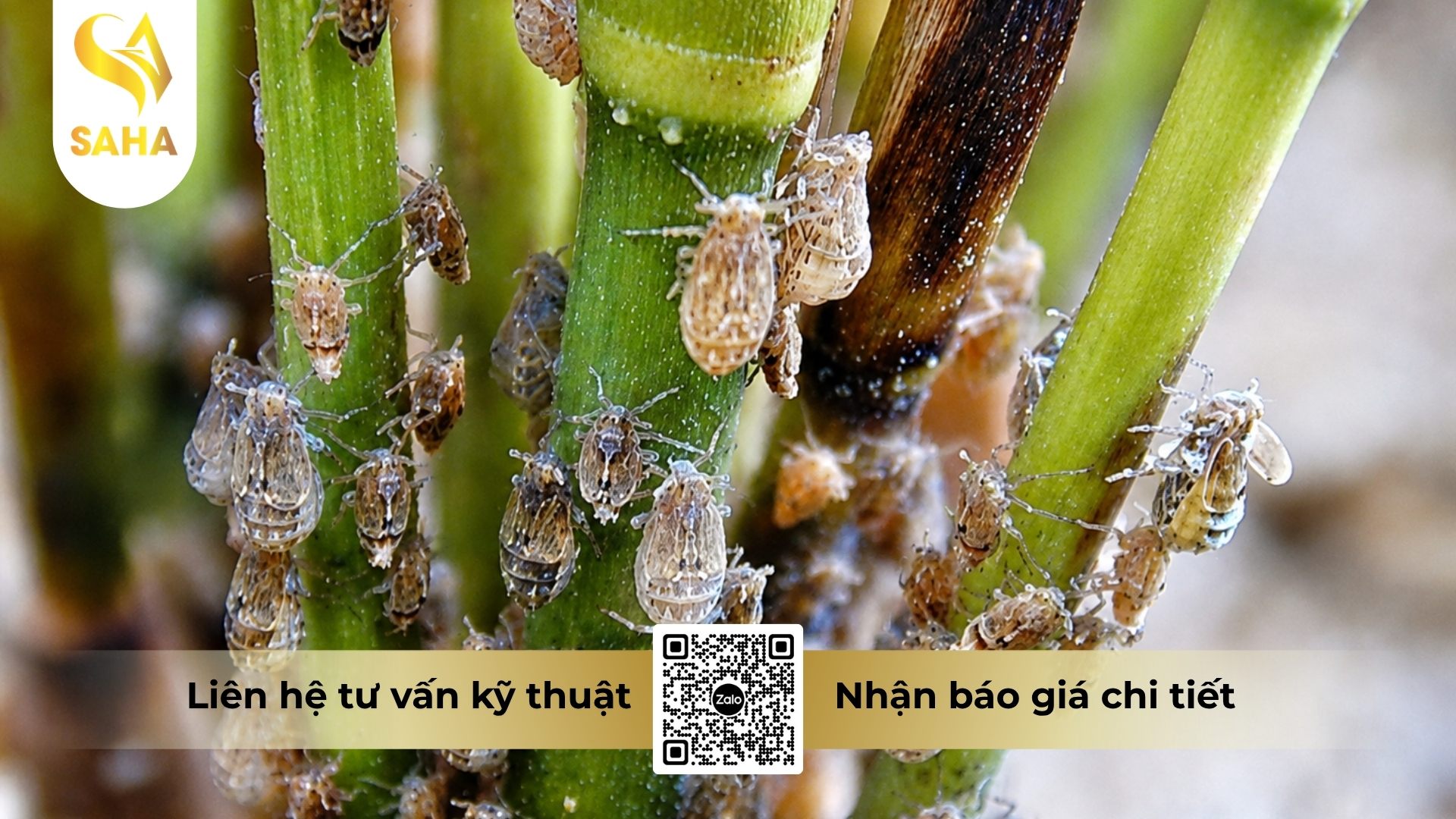 thong-tin-chung-thuoc-tru-sau-admitox-100wp.jpg