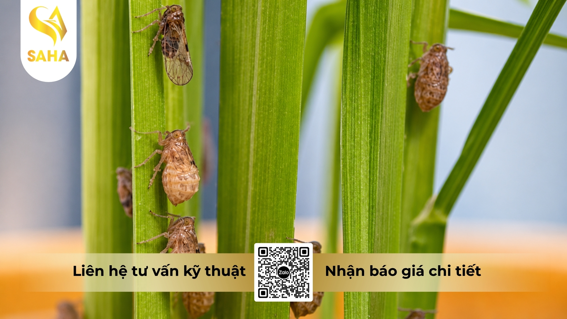 cong-dung-thuoc-tru-sau-admitox-100wp.jpg