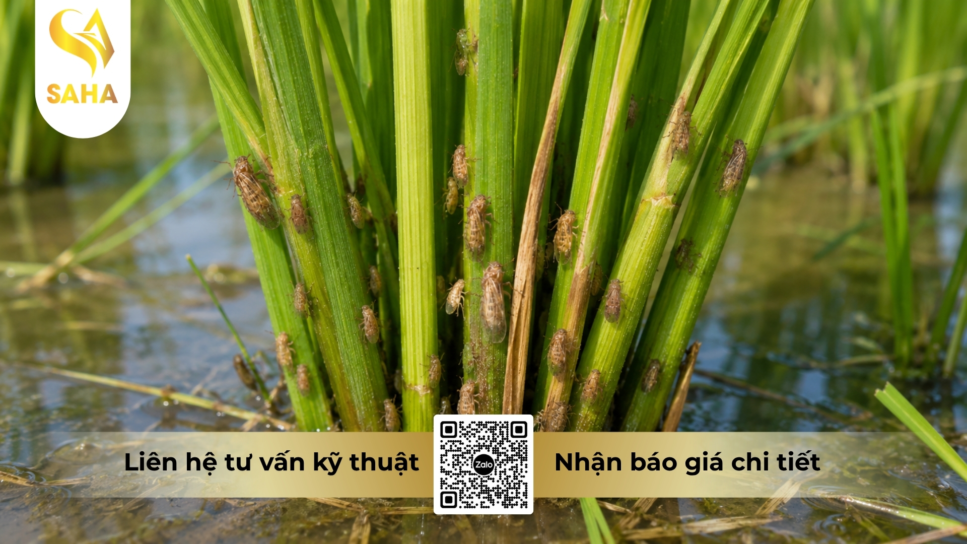 thong-tin-chung-thuoc-tru-sau-admitox-600sc.jpg