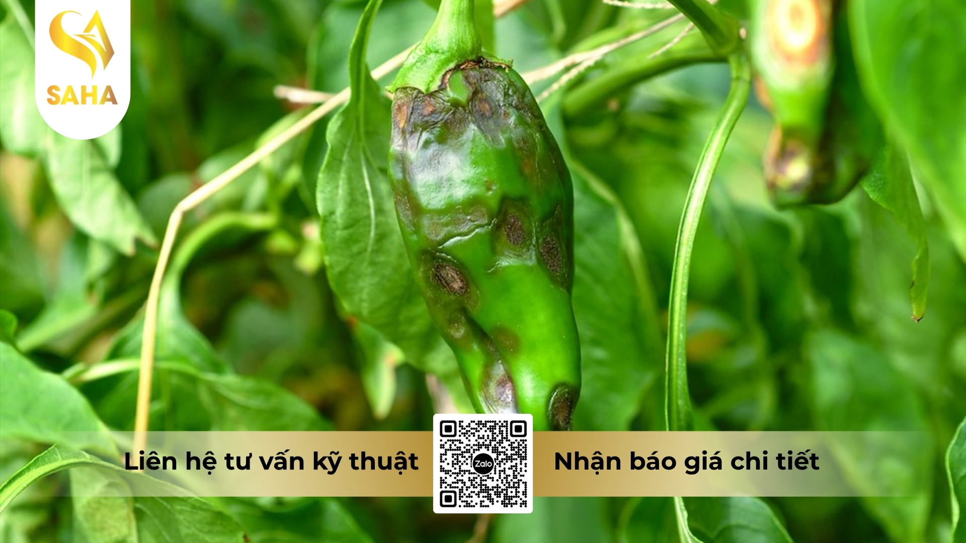 cong-dung-thuoc-tru-benh-adu-flore-600wg.jpg