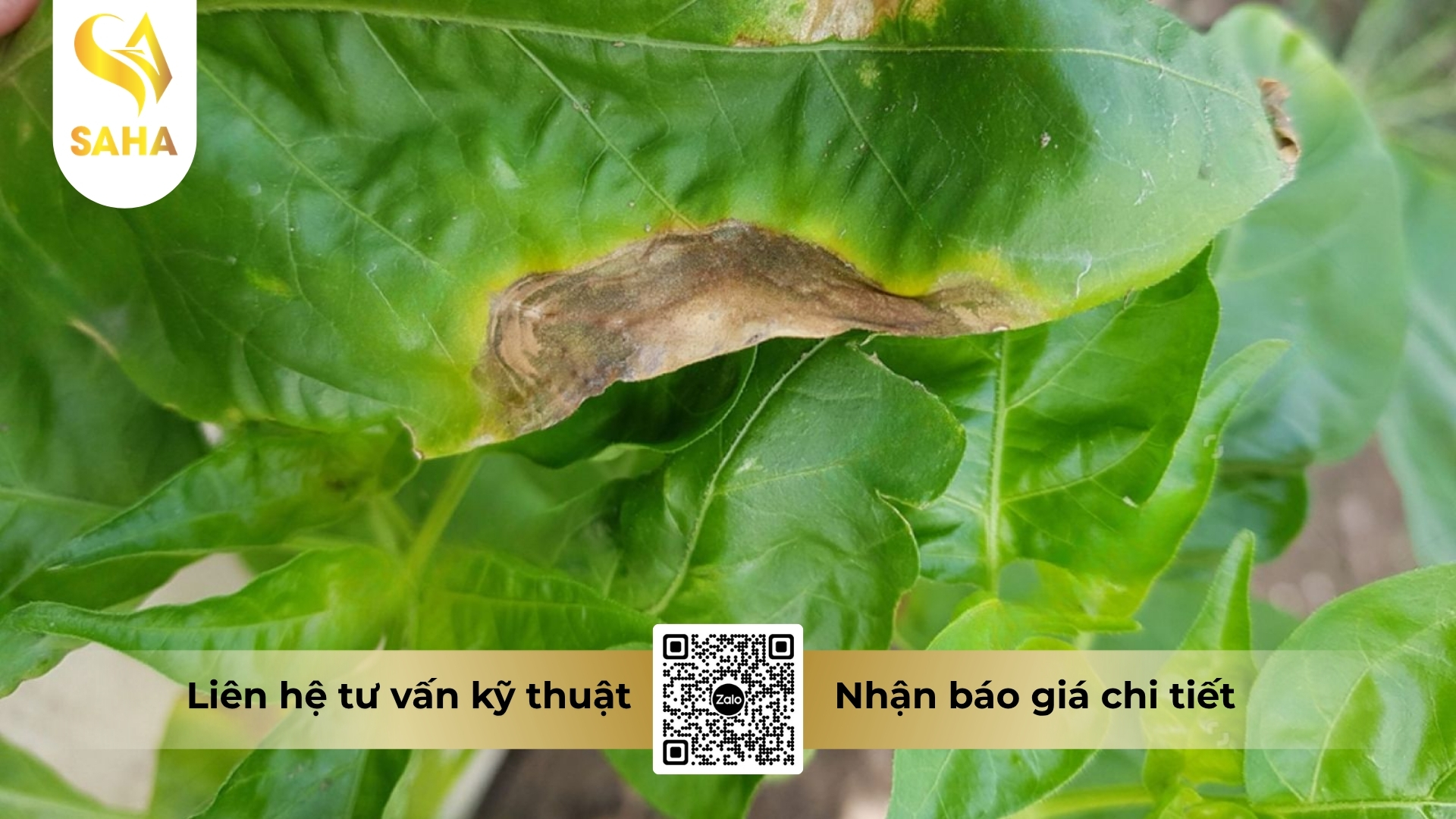 cau-hoi-thuong-gap.jpg
