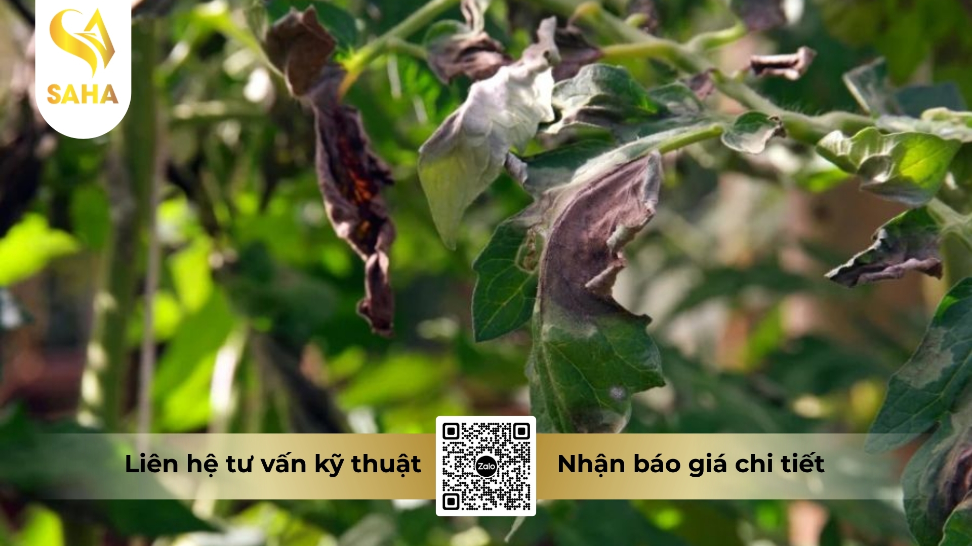 thong-tin-chung-thuoc-tru-benh-adu-modrich-80wg.jpg