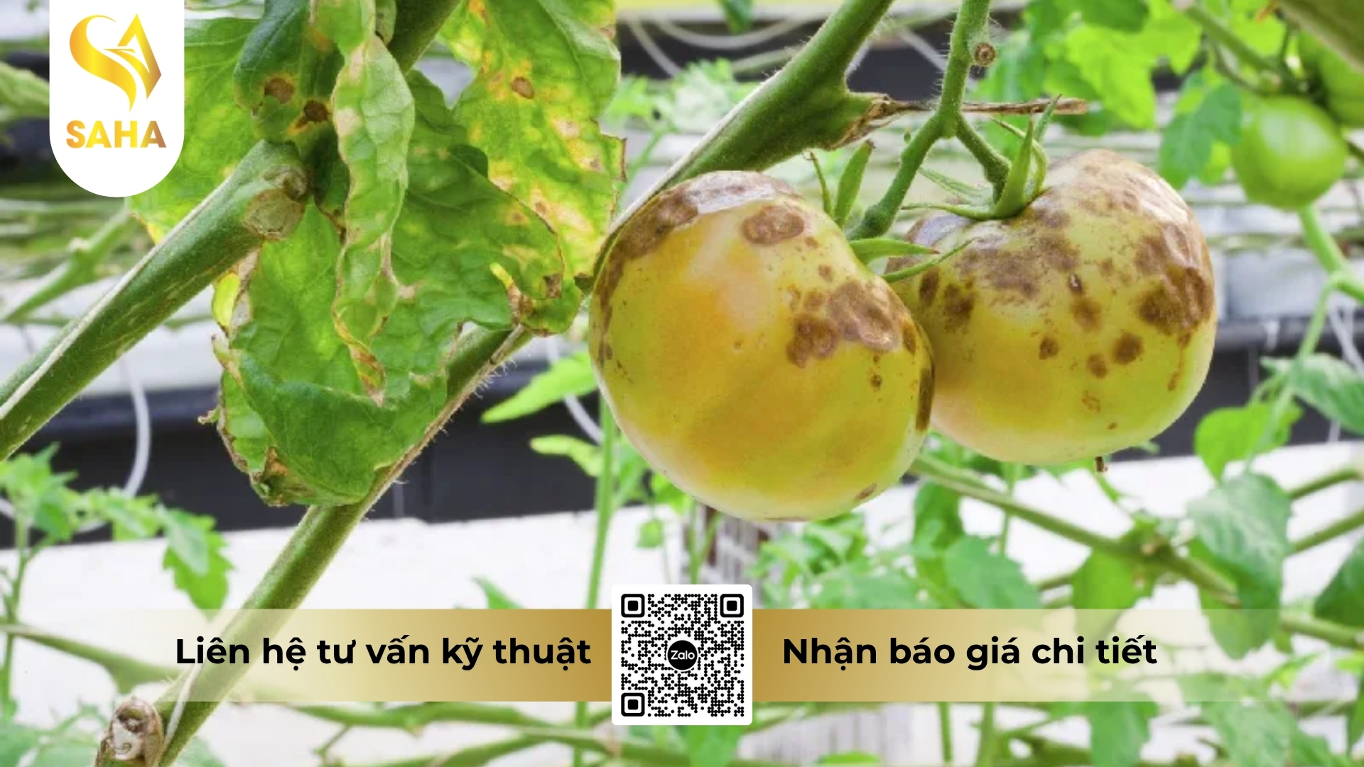 cong-dung-thuoc-tru-benh-adu-modrich-80wg.jpg