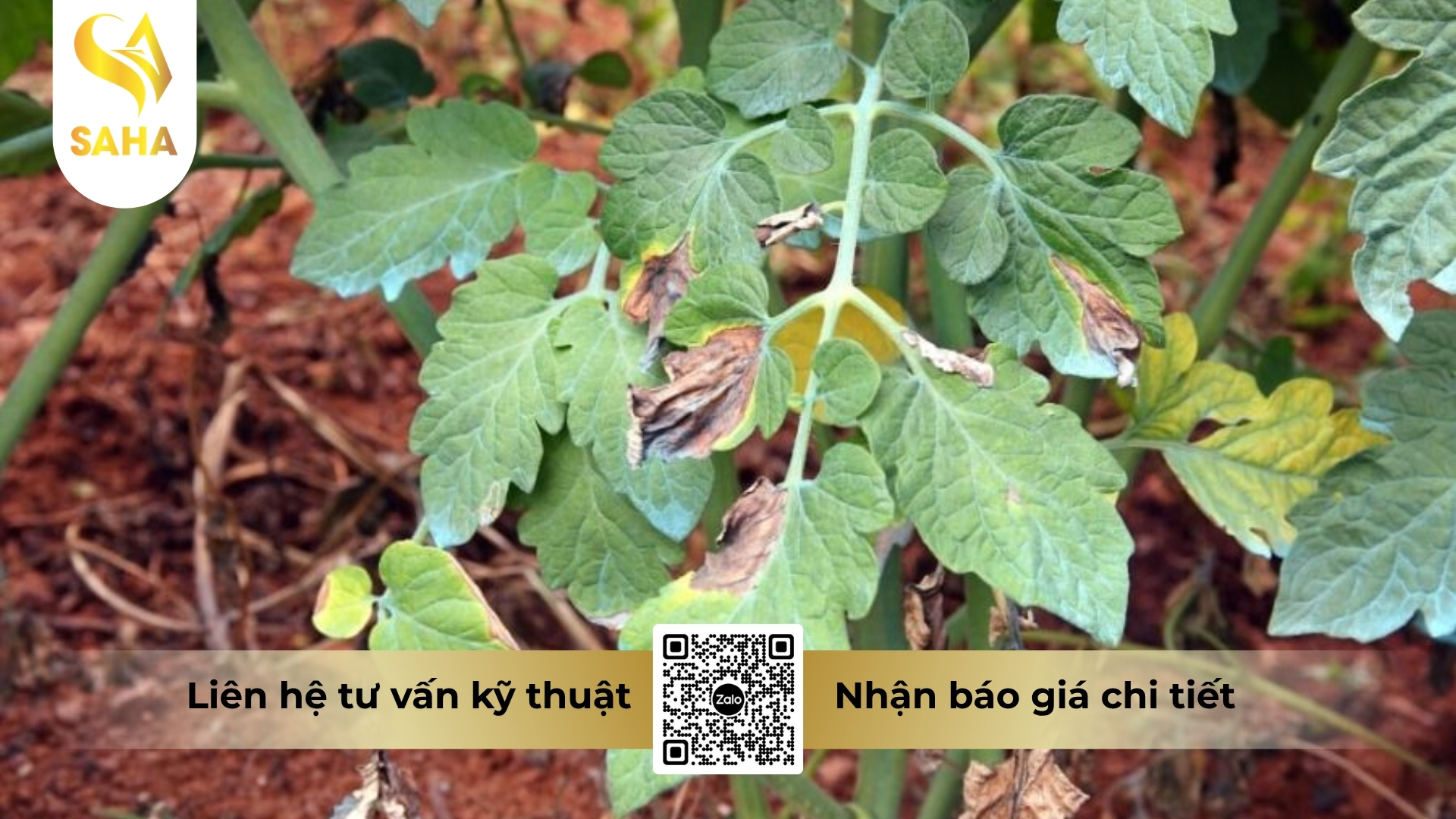 cau-hoi-thuong-gap.jpg