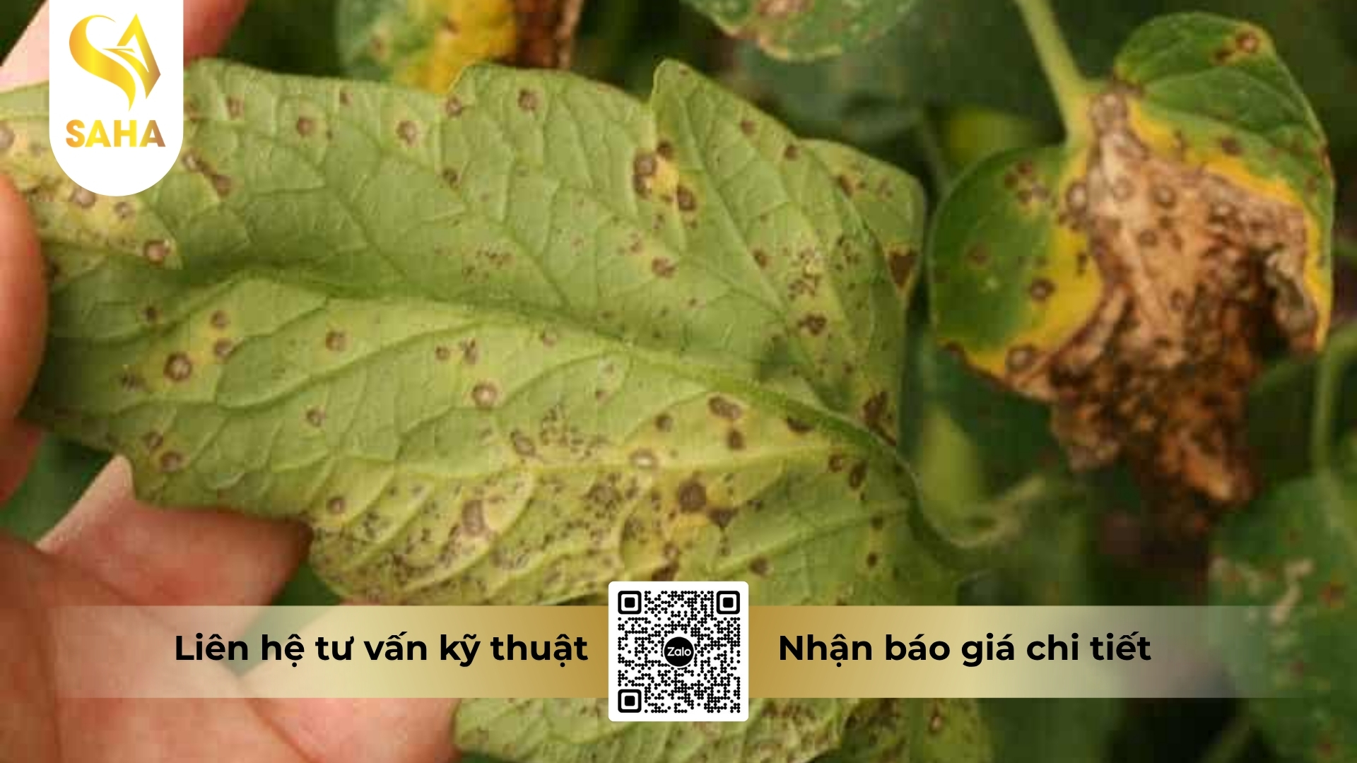 cong-dung-thuoc-tru-benh-adu-azomax-48sc.jpg