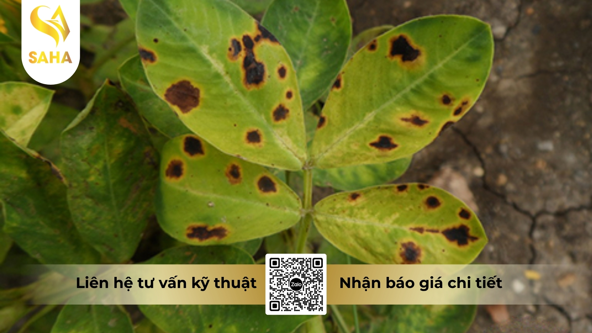 cau-hoi-thuong-gap.jpg