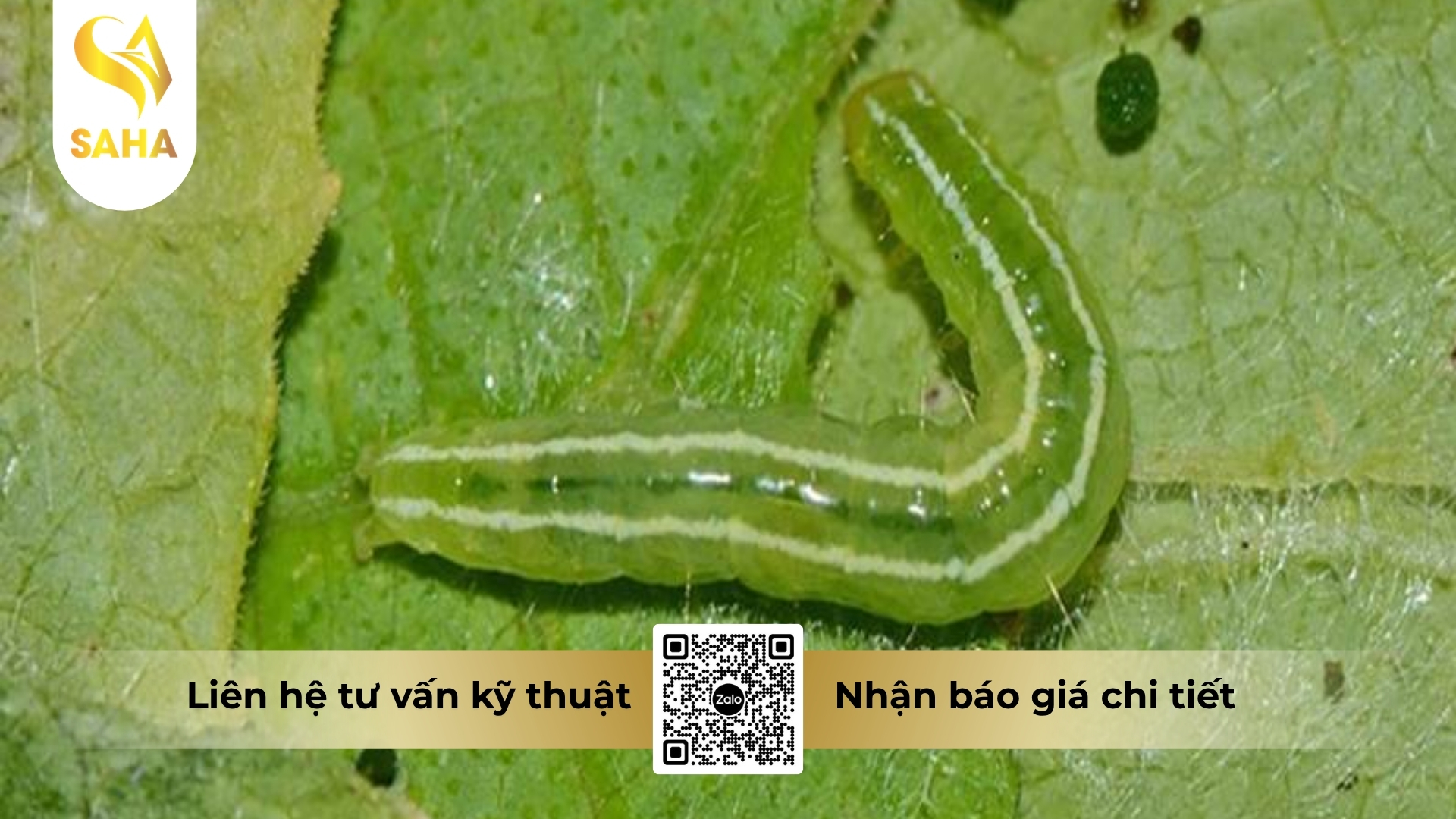 cong-dung-thuoc-tru-sau-adu-feno-200sc.jpg