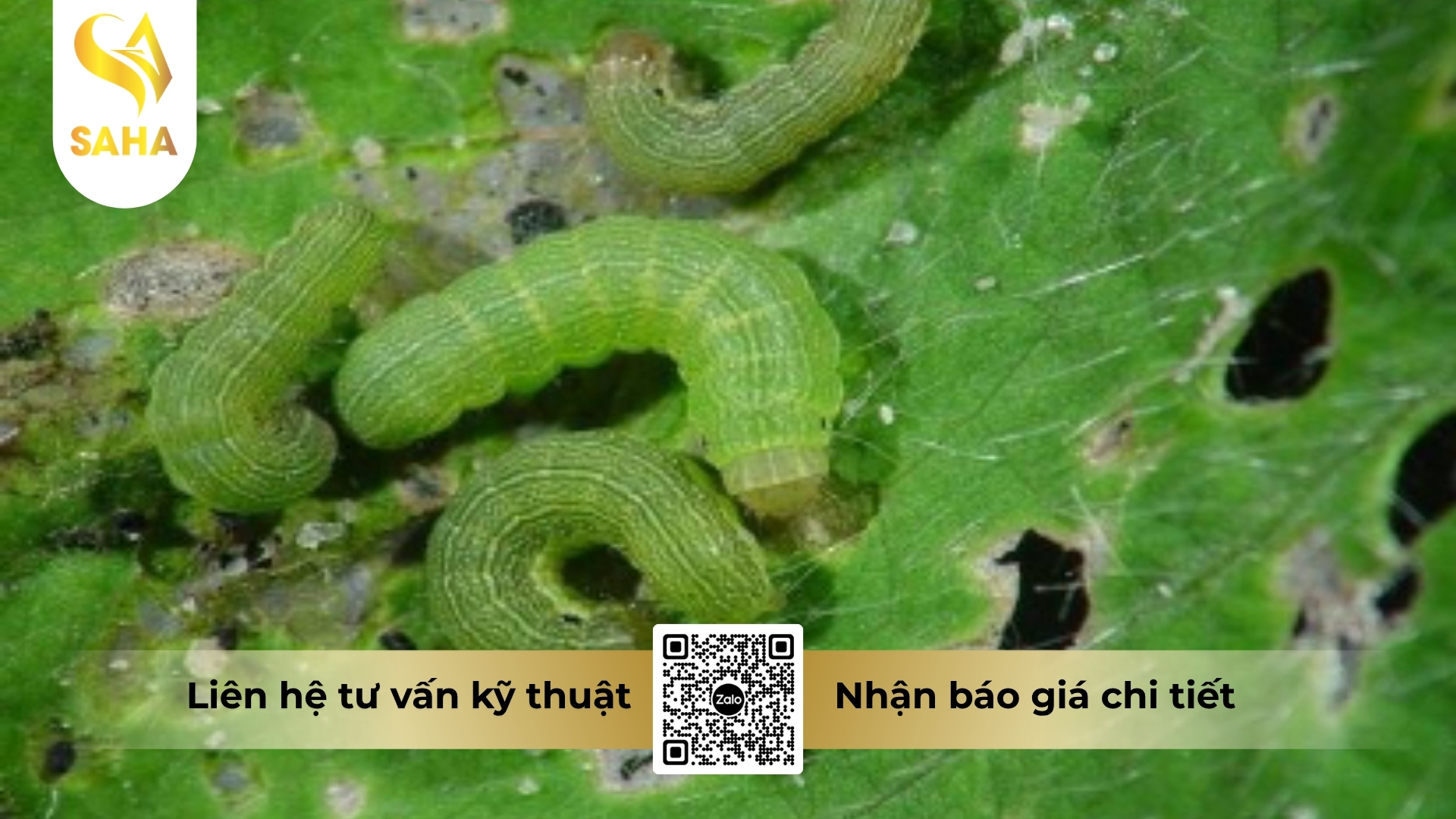 cau-hoi-thuong-gap.jpg