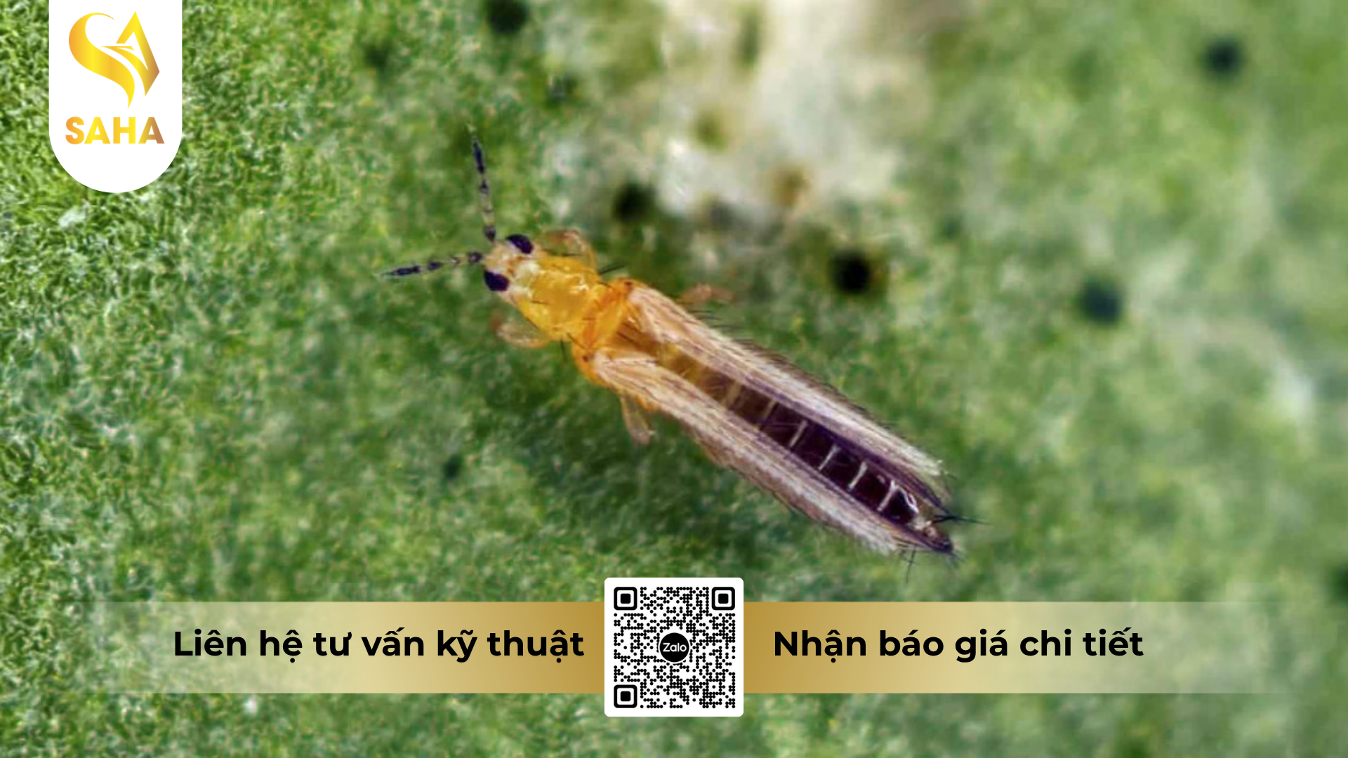 cong-dung-cua-thuoc-tru-ray-ma-luc-250wp.png