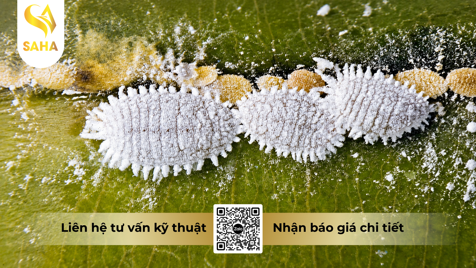 cong-dung-cua-thuoc-tru-sau-nitendo-80wg-hieu-bungray-800.png