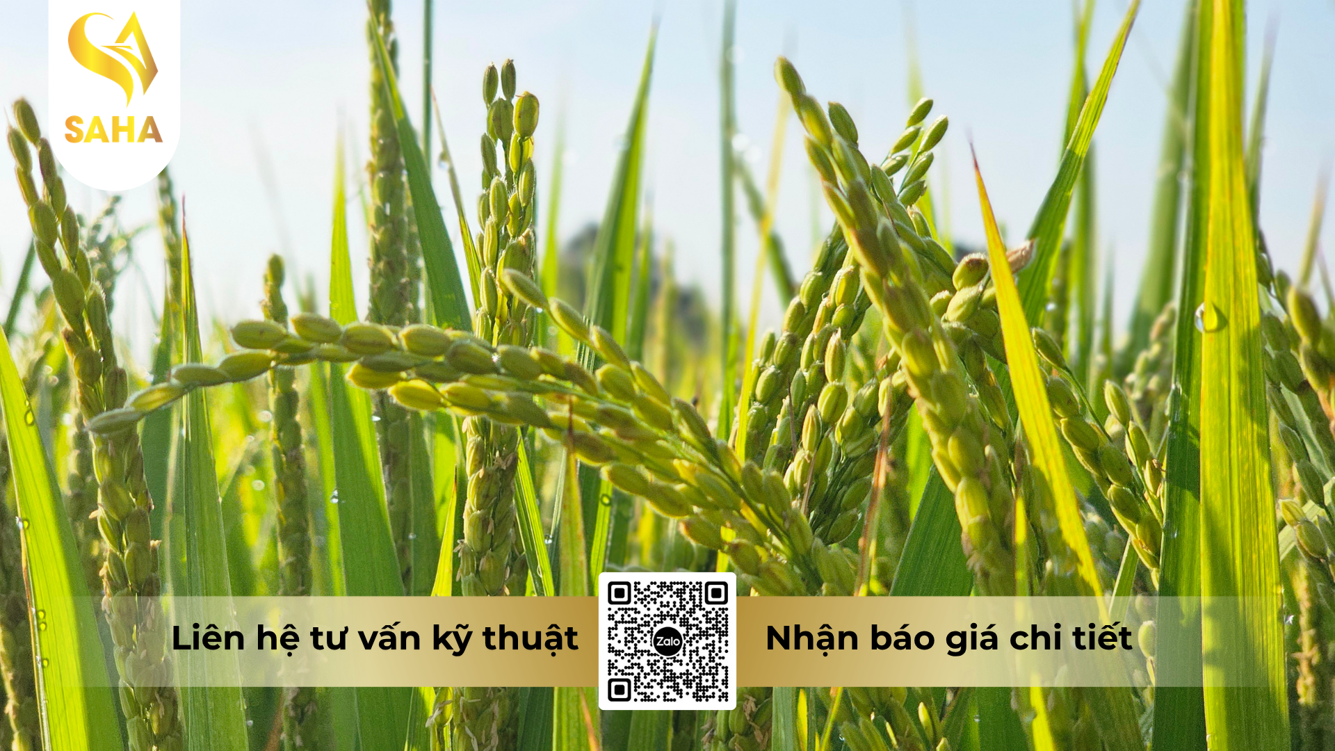 cau-hoi-thuong-gap-ve-thuoc-tru-sau-nitendo-80wg-hieu-bungray-800.png