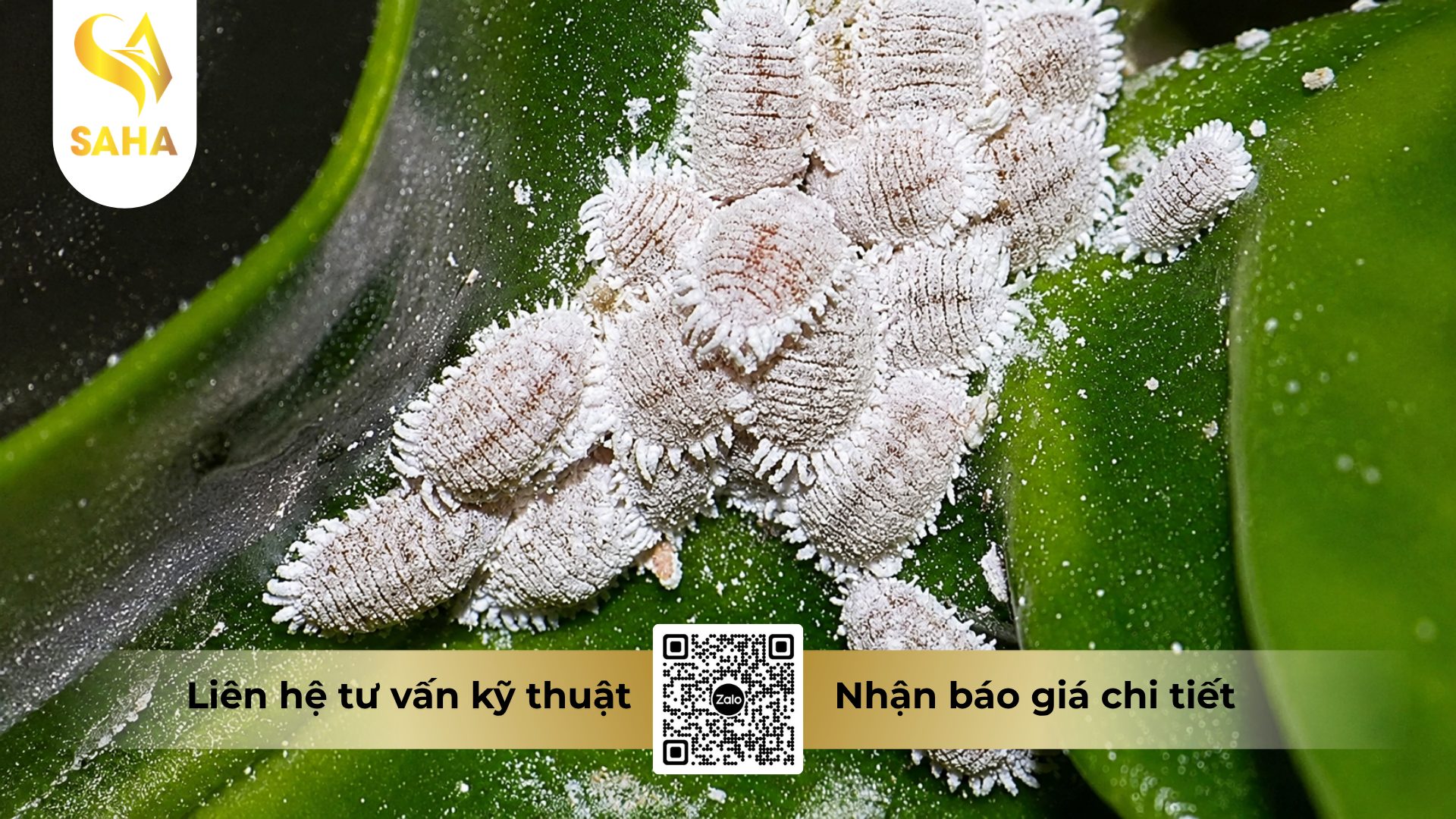 cong-dung-cua-thuoc-tru-sau-nitendo-80wg-hieu-xoarayrep-800.png