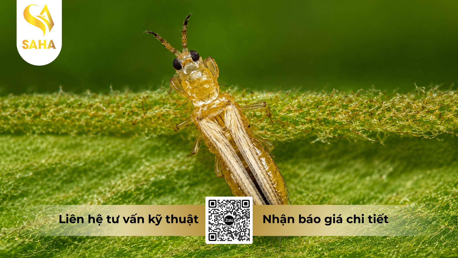 cau-hoi-thuong-gap-ve-thuoc-tru-sau-nofara-35wg-hieu-thifora-350.png