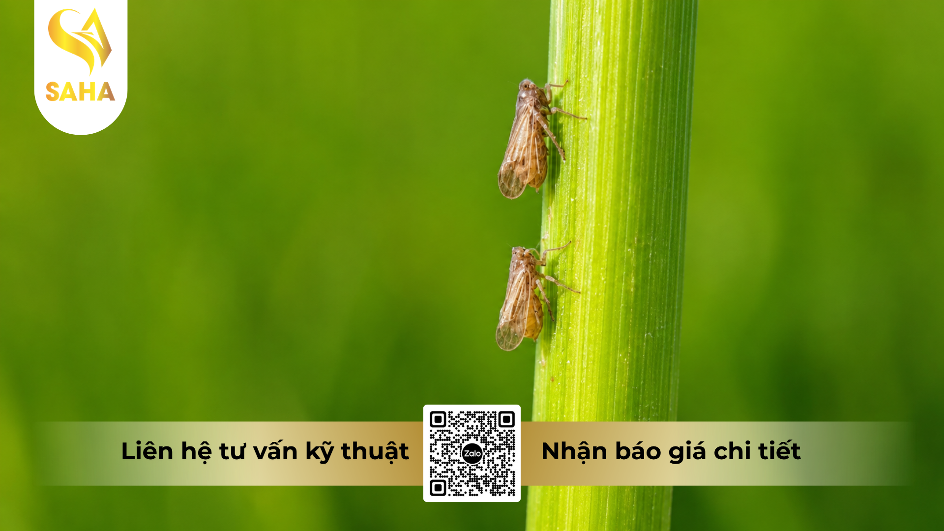 cong-dung-cua-thuoc-tru-sau-pajero-30wp-hieu-ung-trung-xxx.png