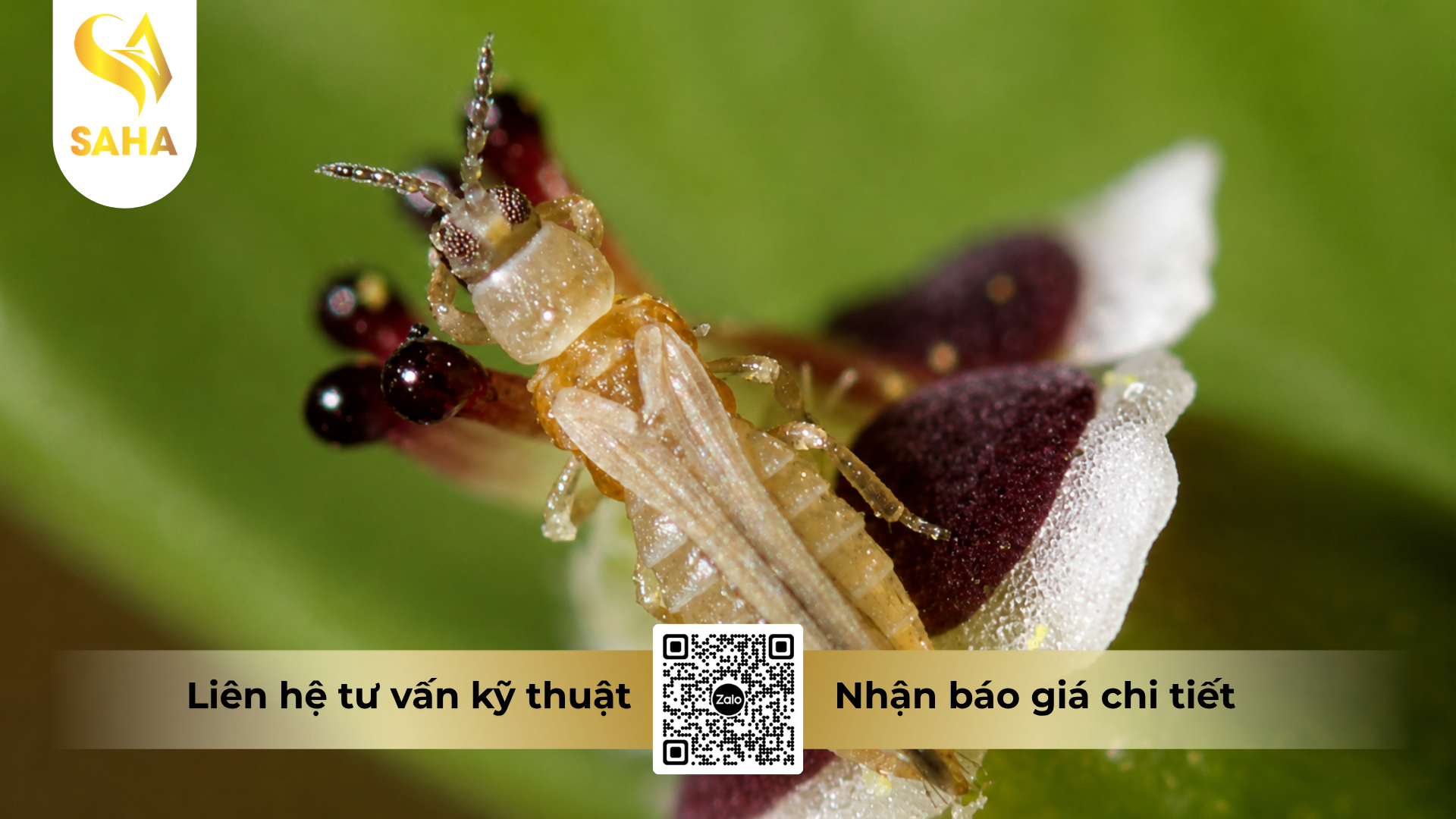cong-dung-cua-thuoc-tru-sau-rep-play-75wp-hieu-hama-750.png