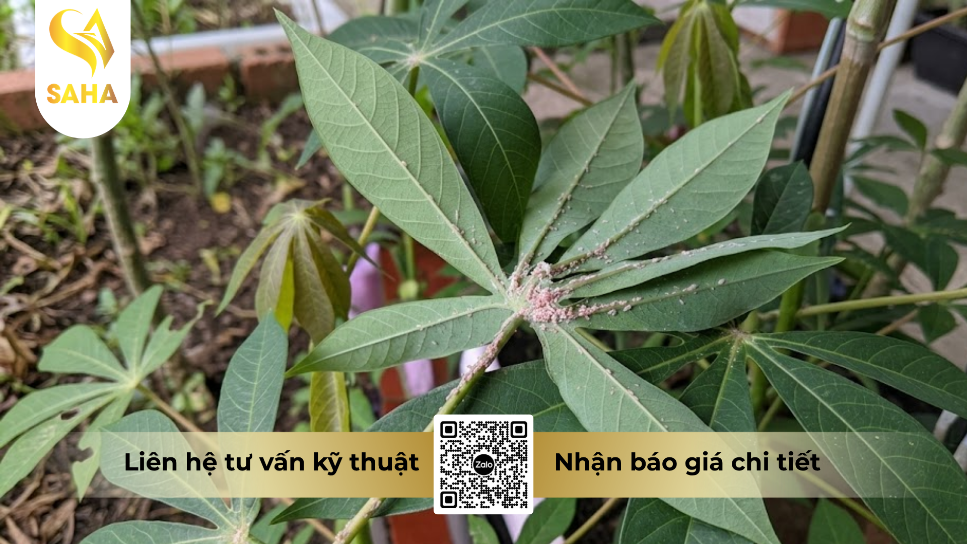 cong-dung-cua-thuoc-thuoc-tru-sau-samida-70wg-hieu-xarey-700.png