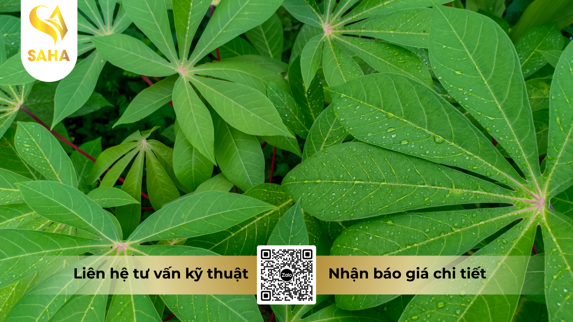 cau-hoi-thuong-gap-ve-thuoc-tru-sau-rocking-500wg-hieu-rocky-500.png