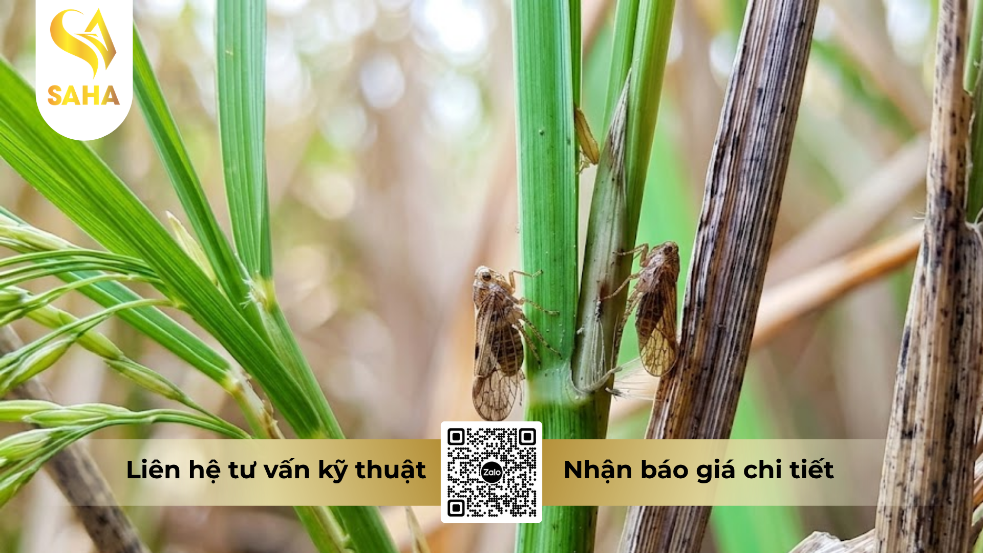 cong-dung-cua-thuoc-tru-sau-sieubup-200wp-hieu-sanray-200.png