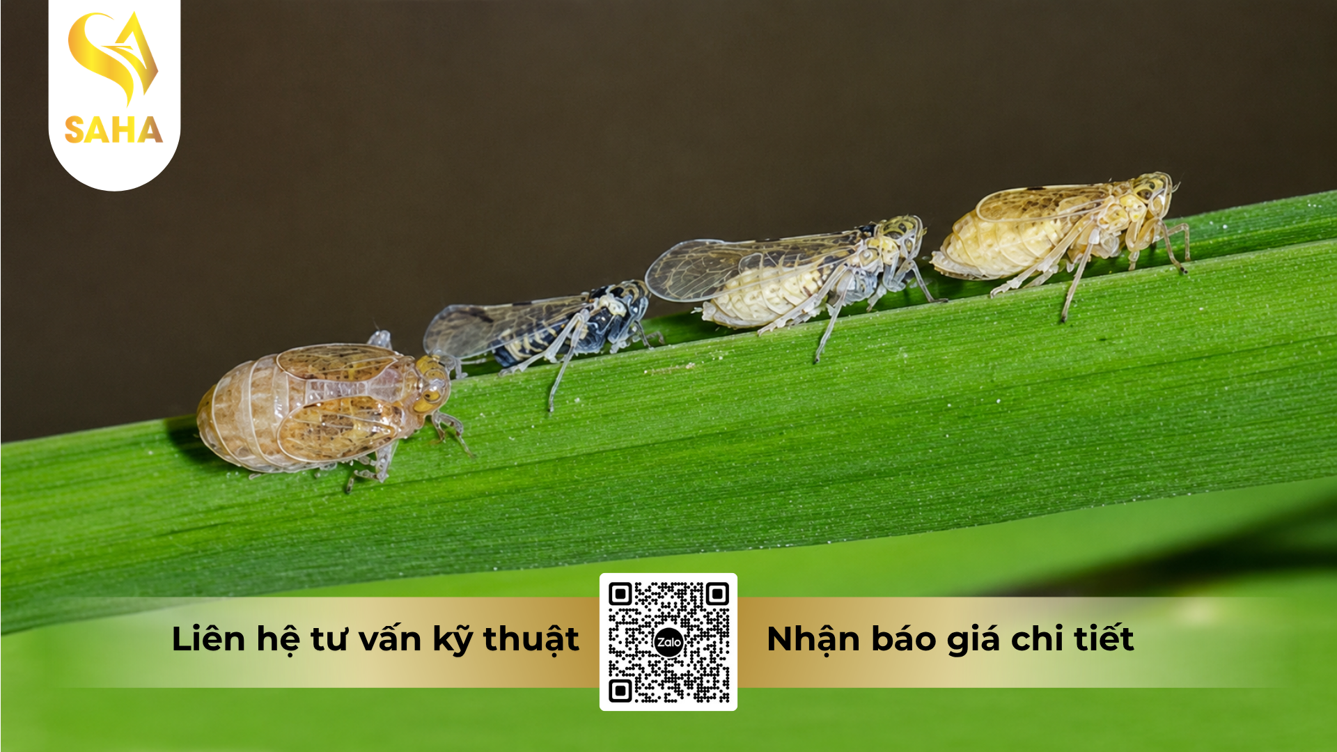 cau-hoi-thuong-gap-ve-thuoc-tru-sau-sieubup-200wp-hieu-sanray-200.png